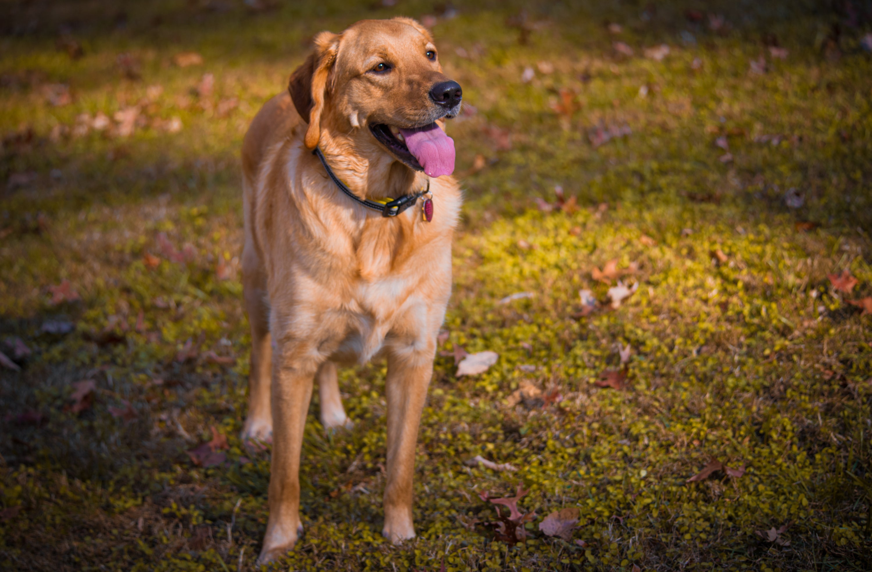 Goldador dog breed standing tall panting in a grassy area