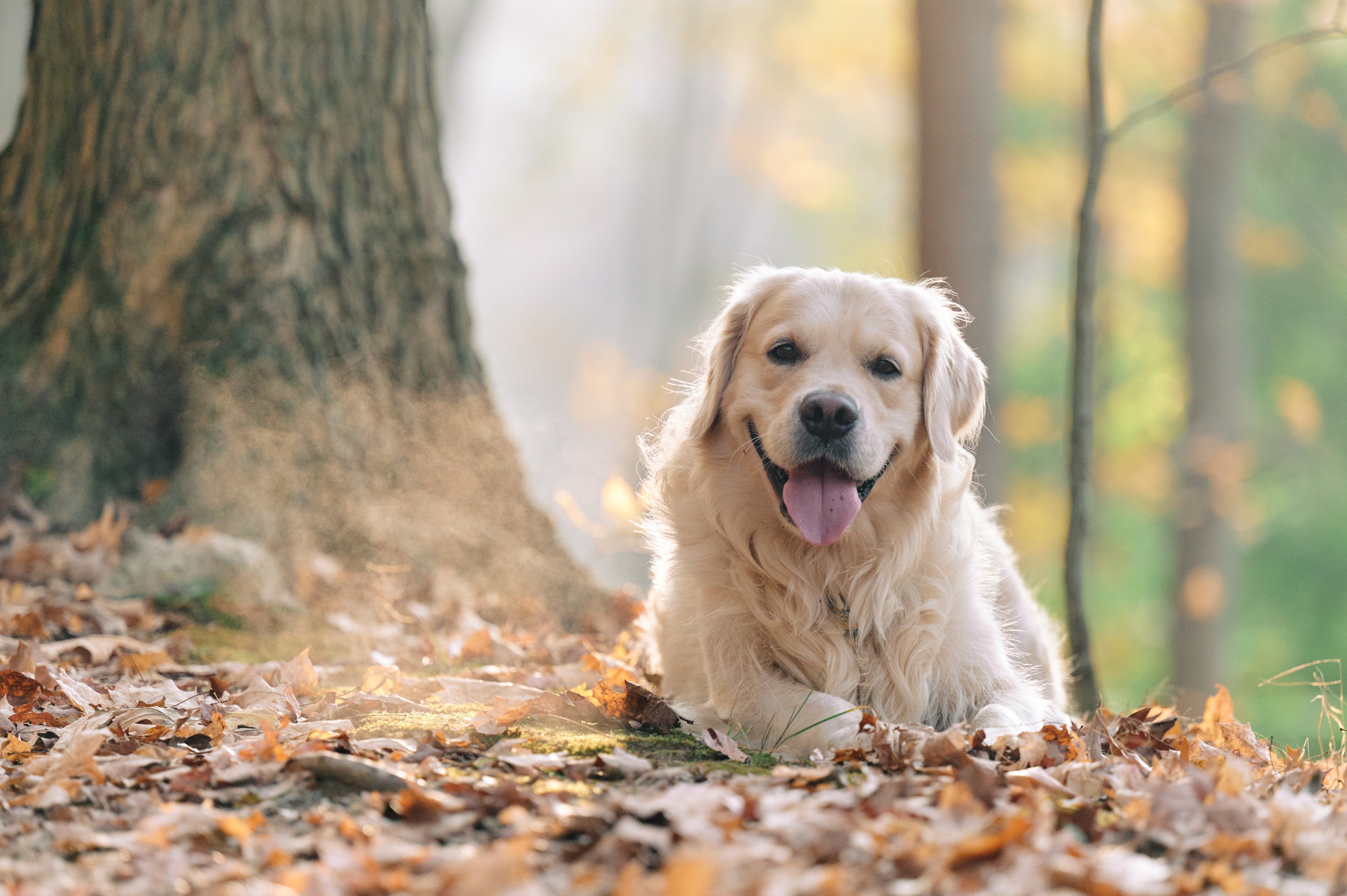 Golden Retriever dog breed laying on a bed of leaves under a tree panting