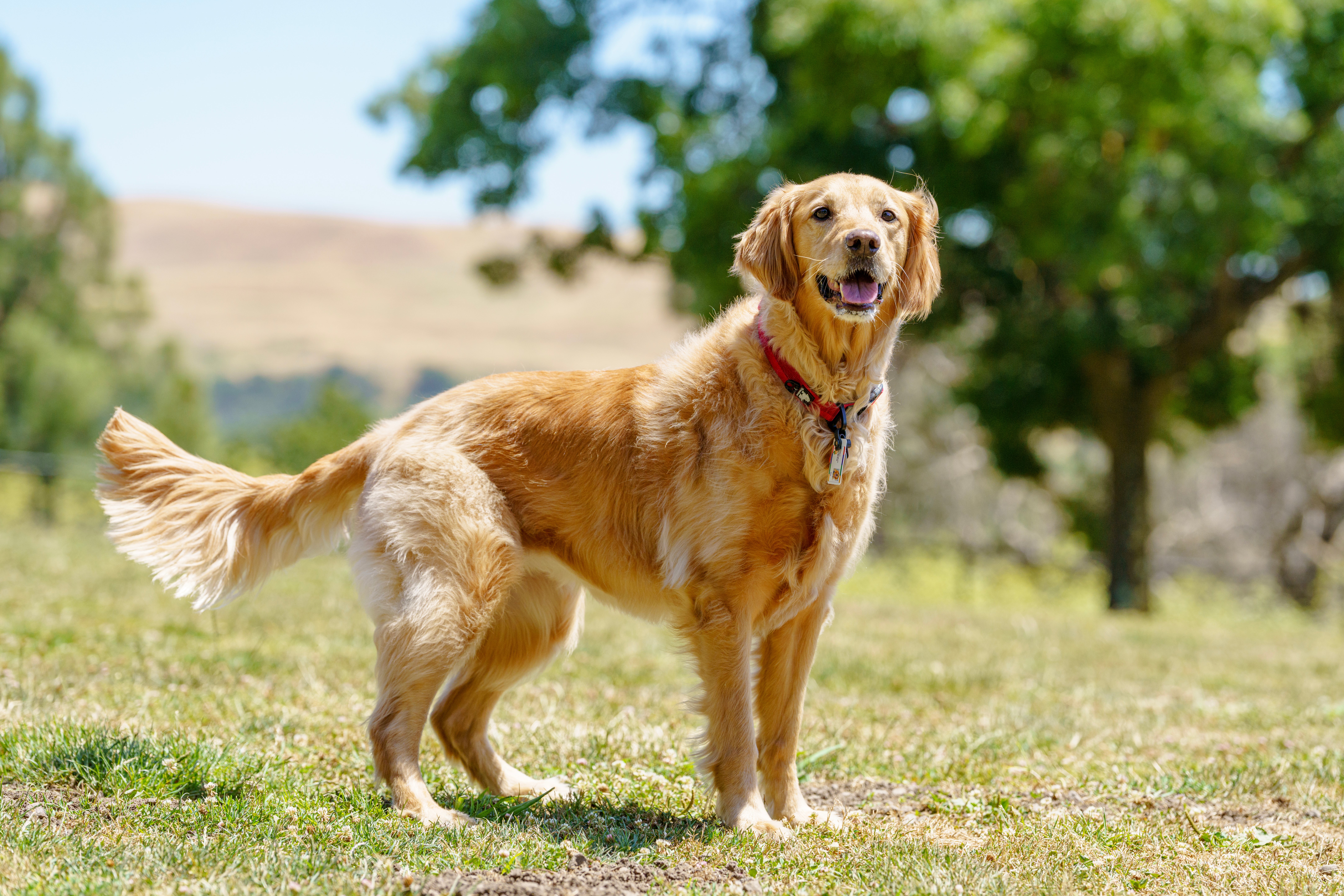 Golden Retriever standing in grassy field