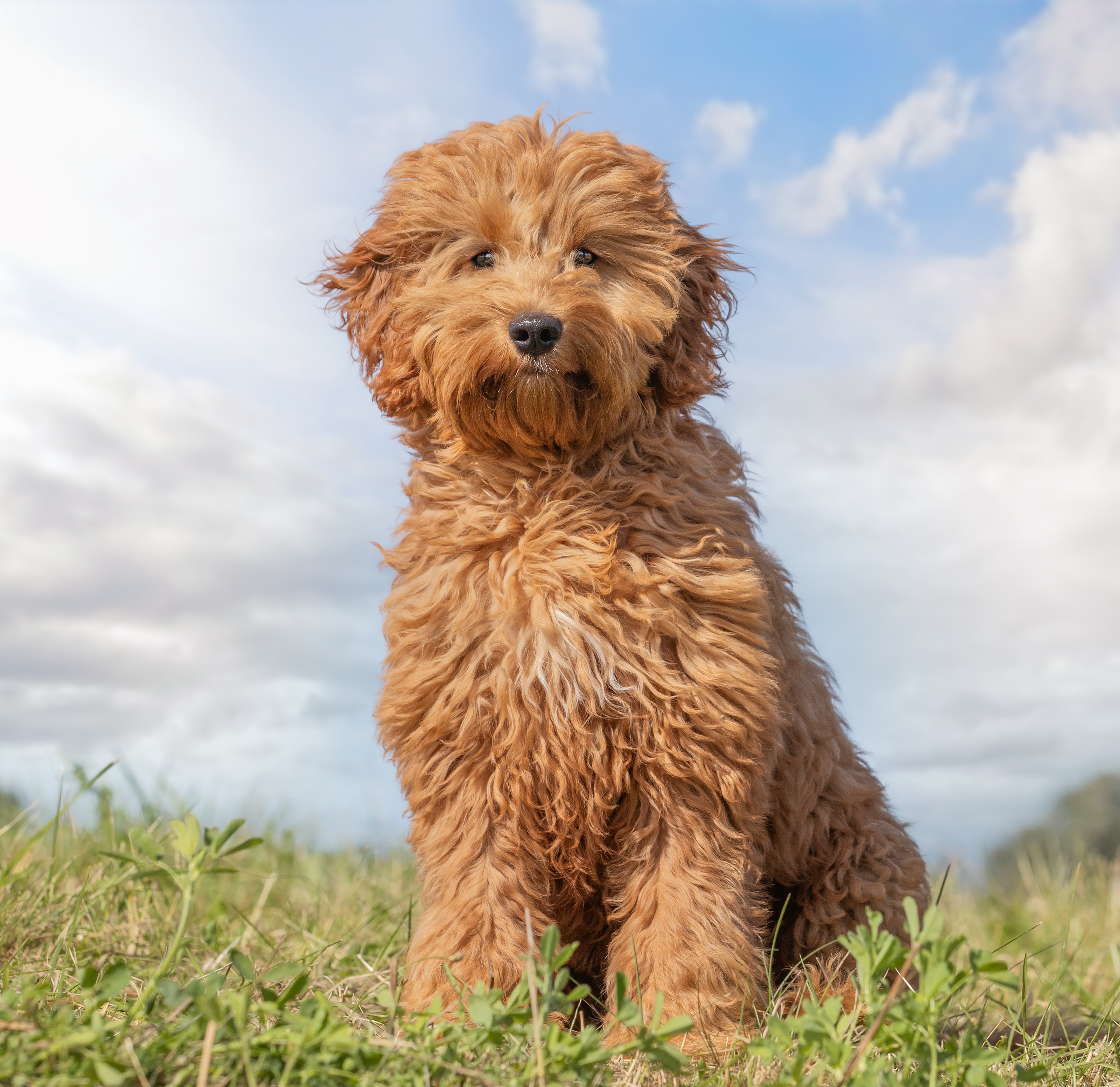 Goldendoodle dog breed sitting on the grass with coat being blown by the wind