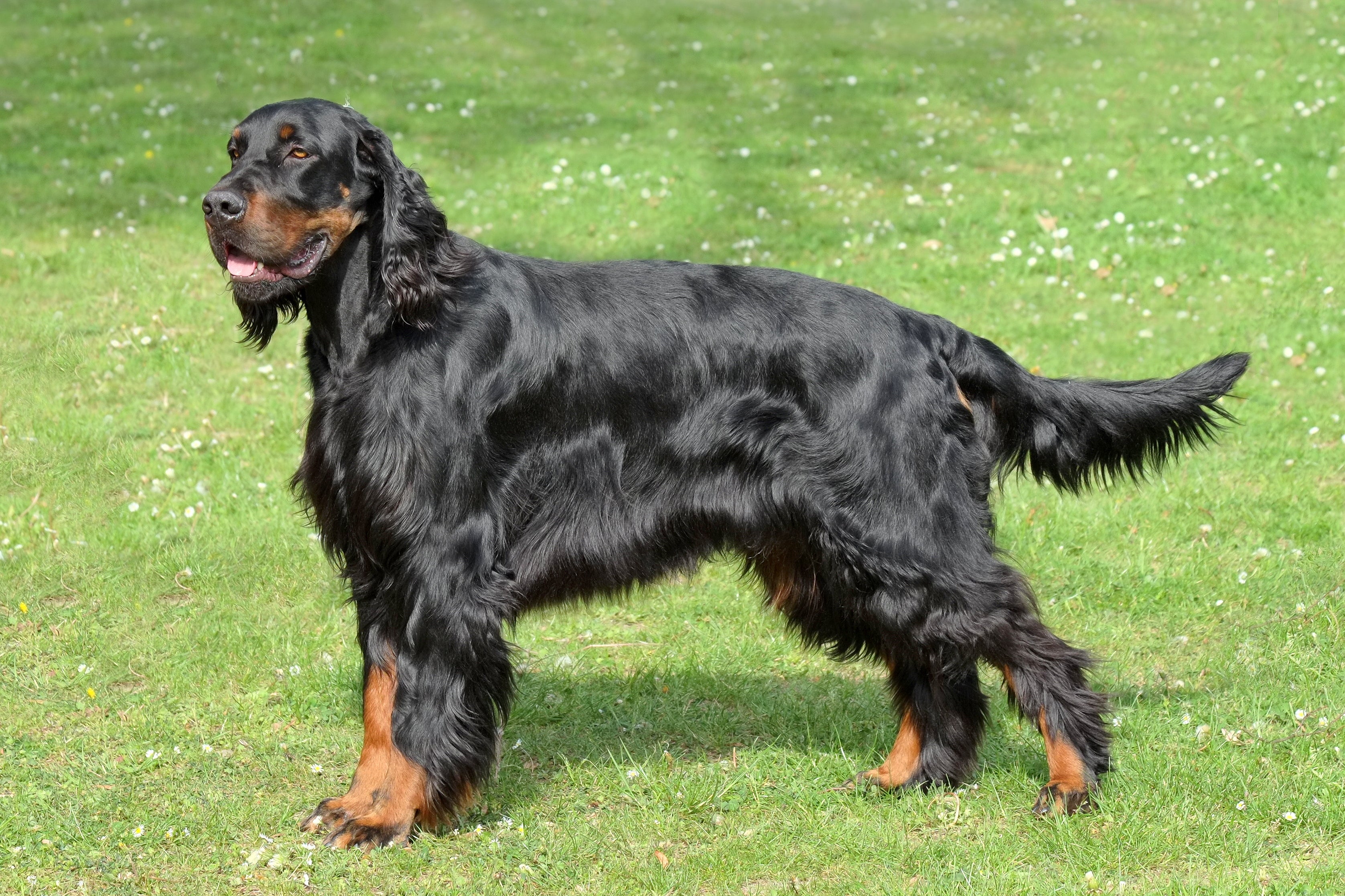 Standing side view of a Gordon Setter dog breed on grass