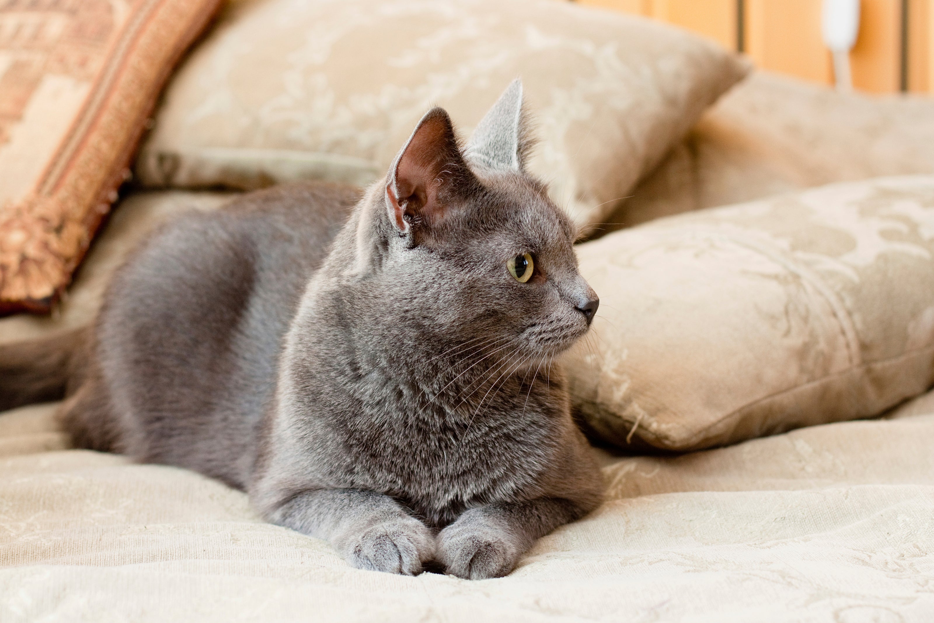 gray cat laying on couch with pillows