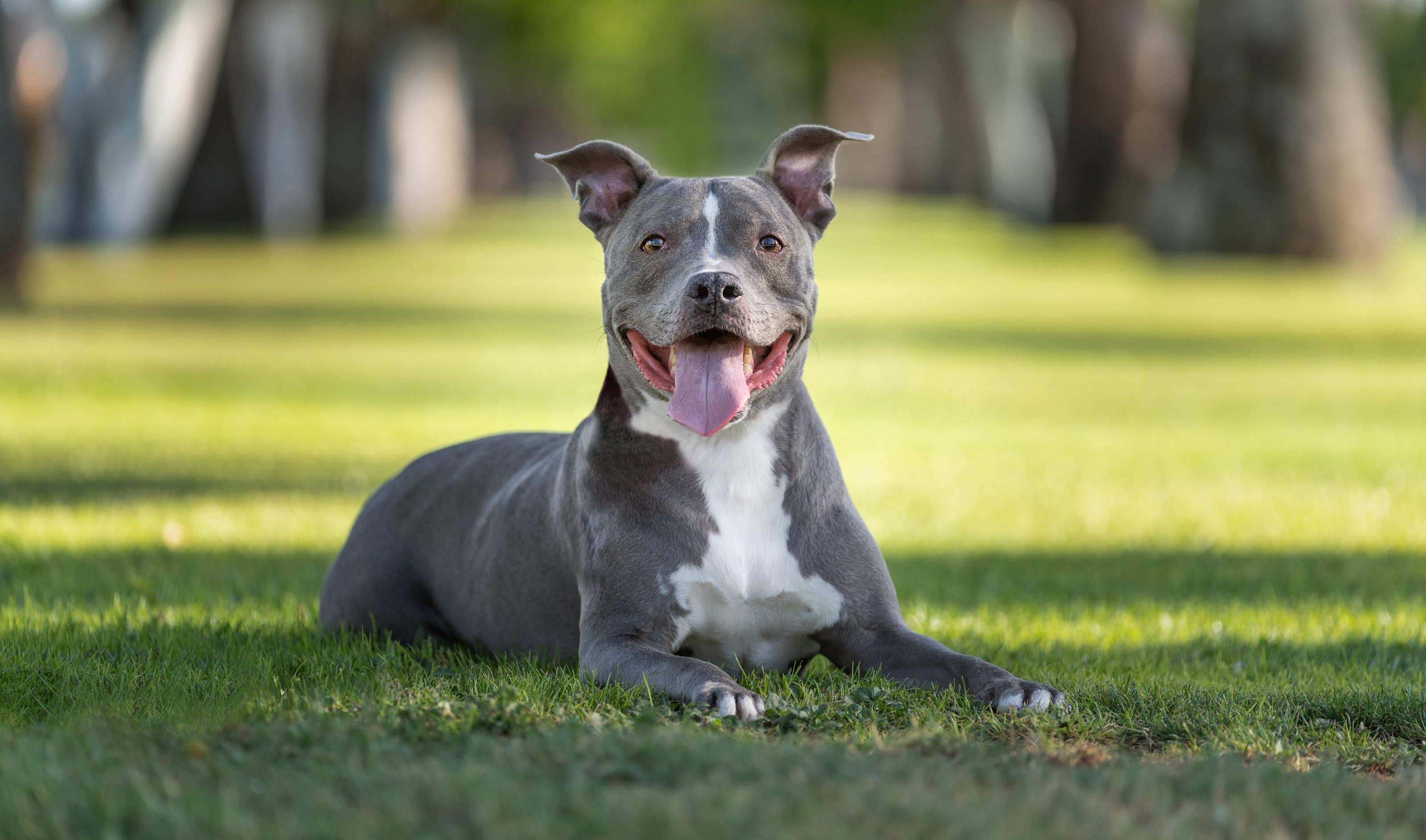 grey pit bull dog laying in grass