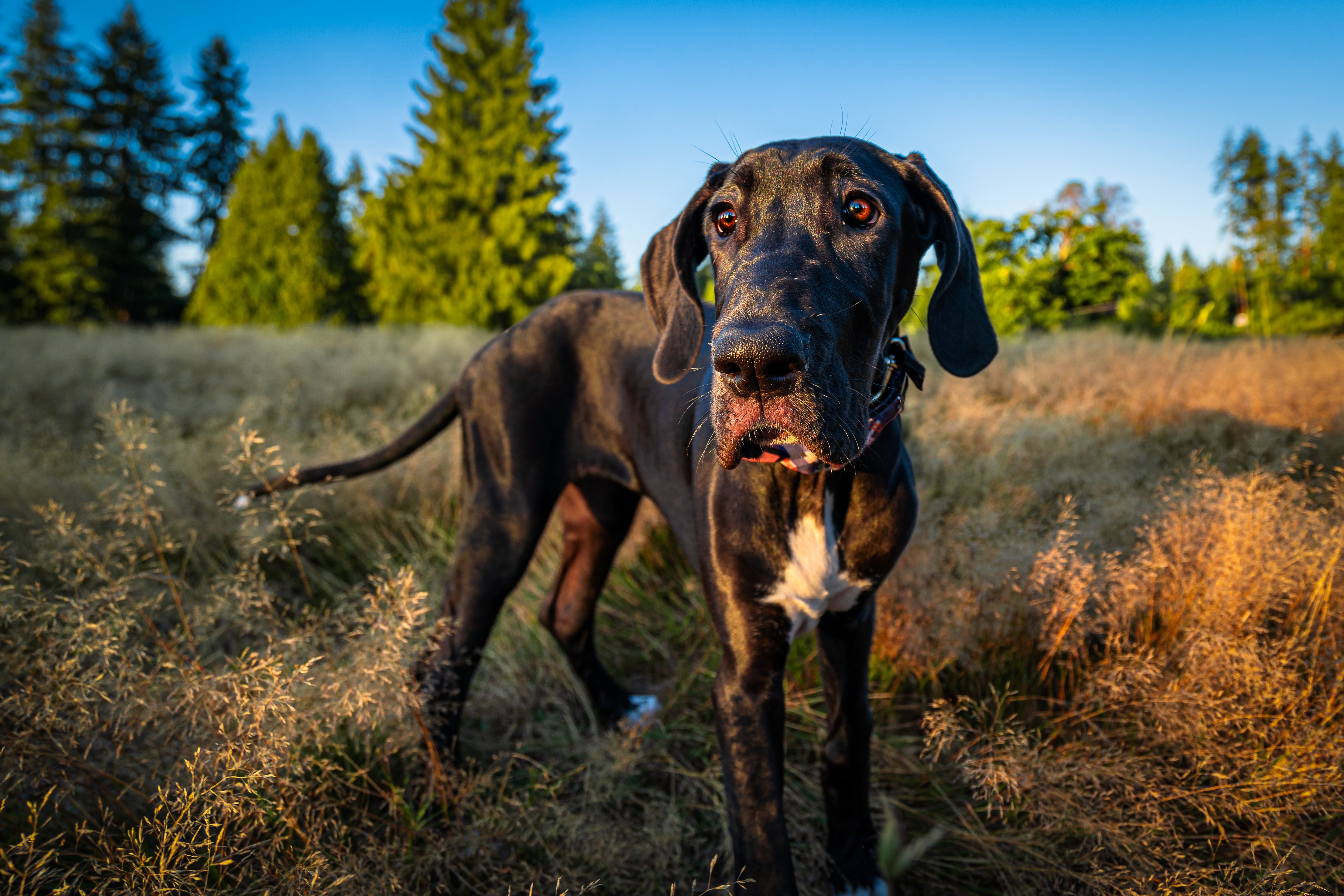 Dark Great Dane dog breed standing alert in the forest