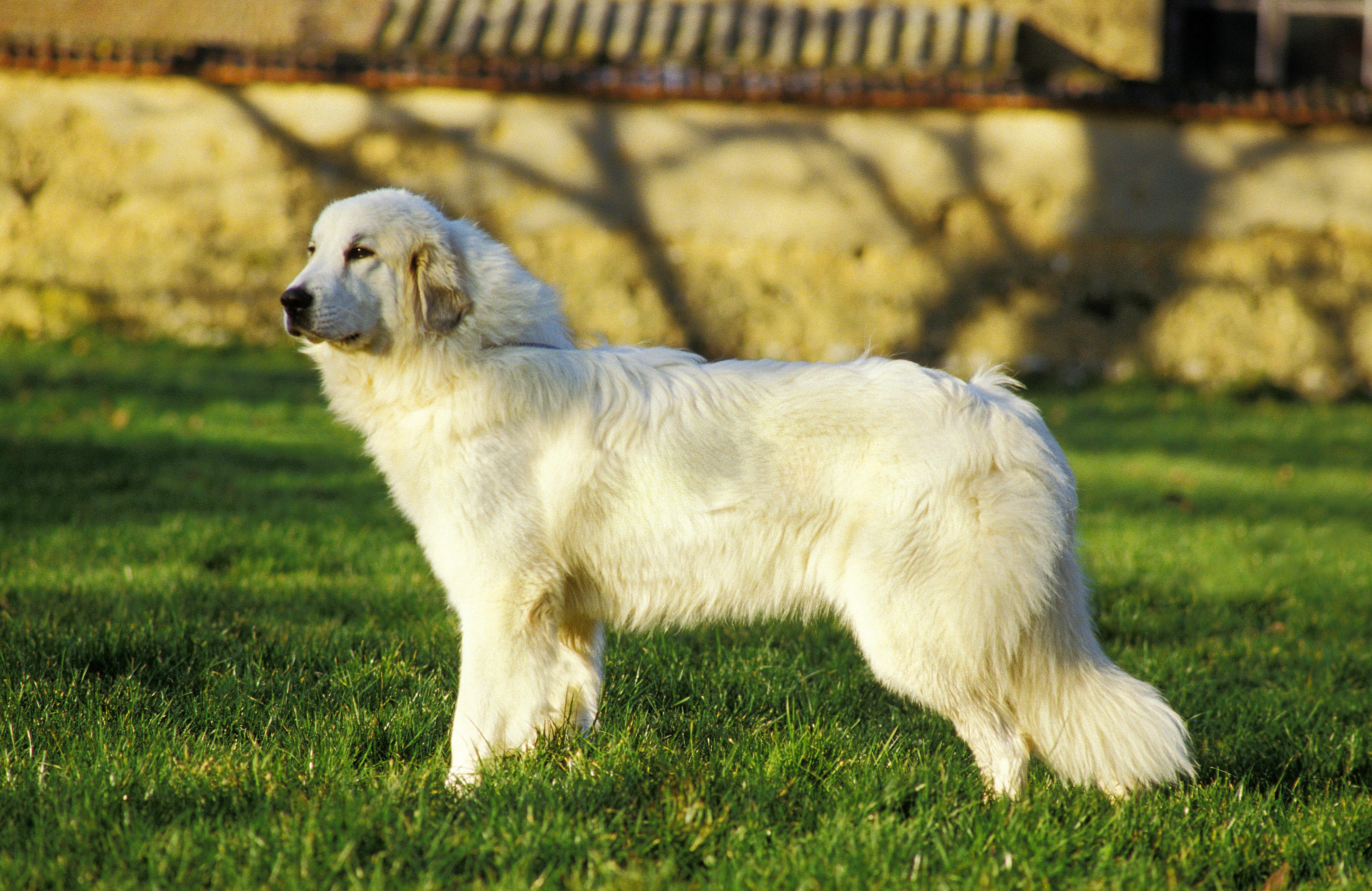 Great Pyrenees dog breed standing side view on grass with a wall in background