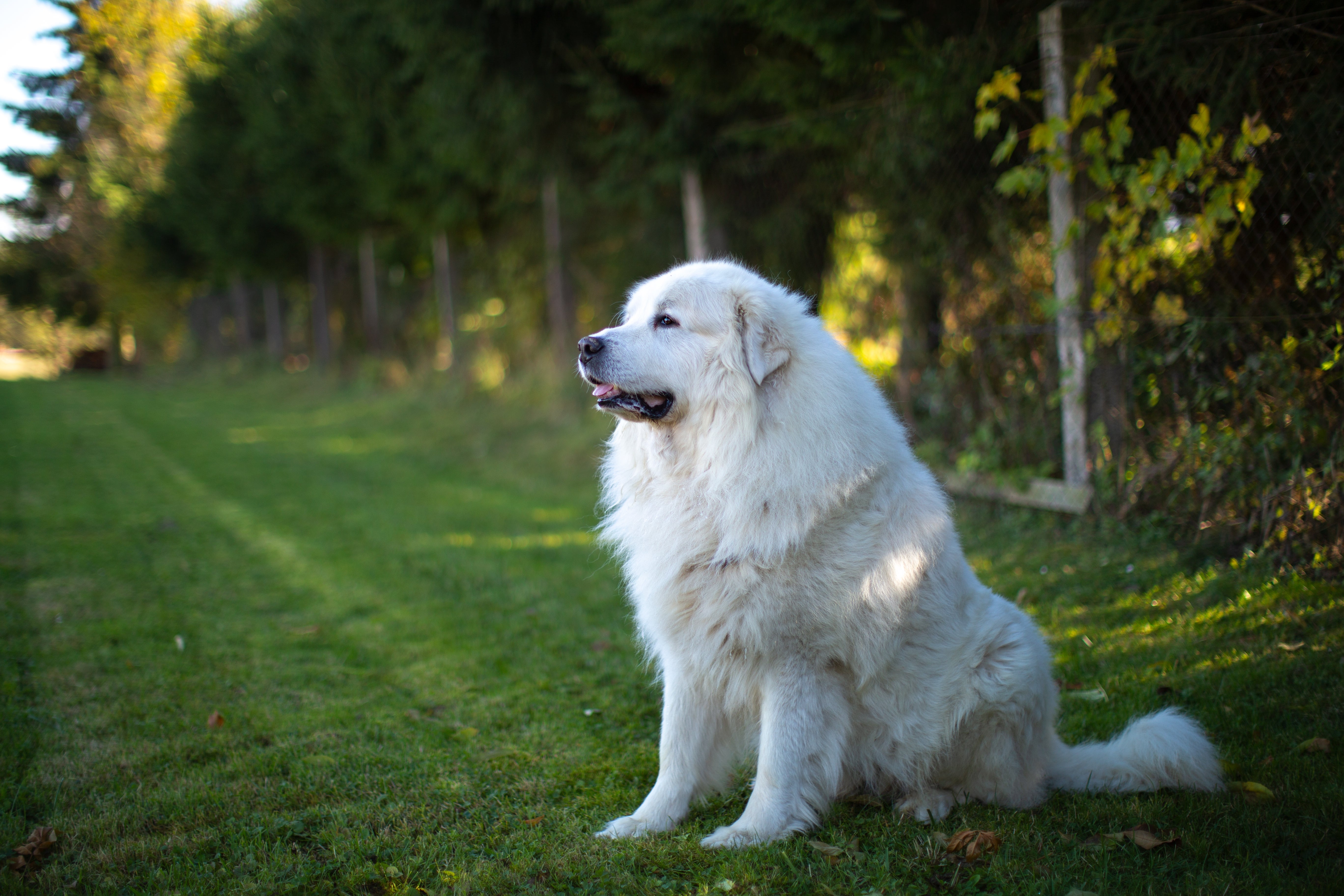 White Great Pyrenees dog sitting in grassy field
