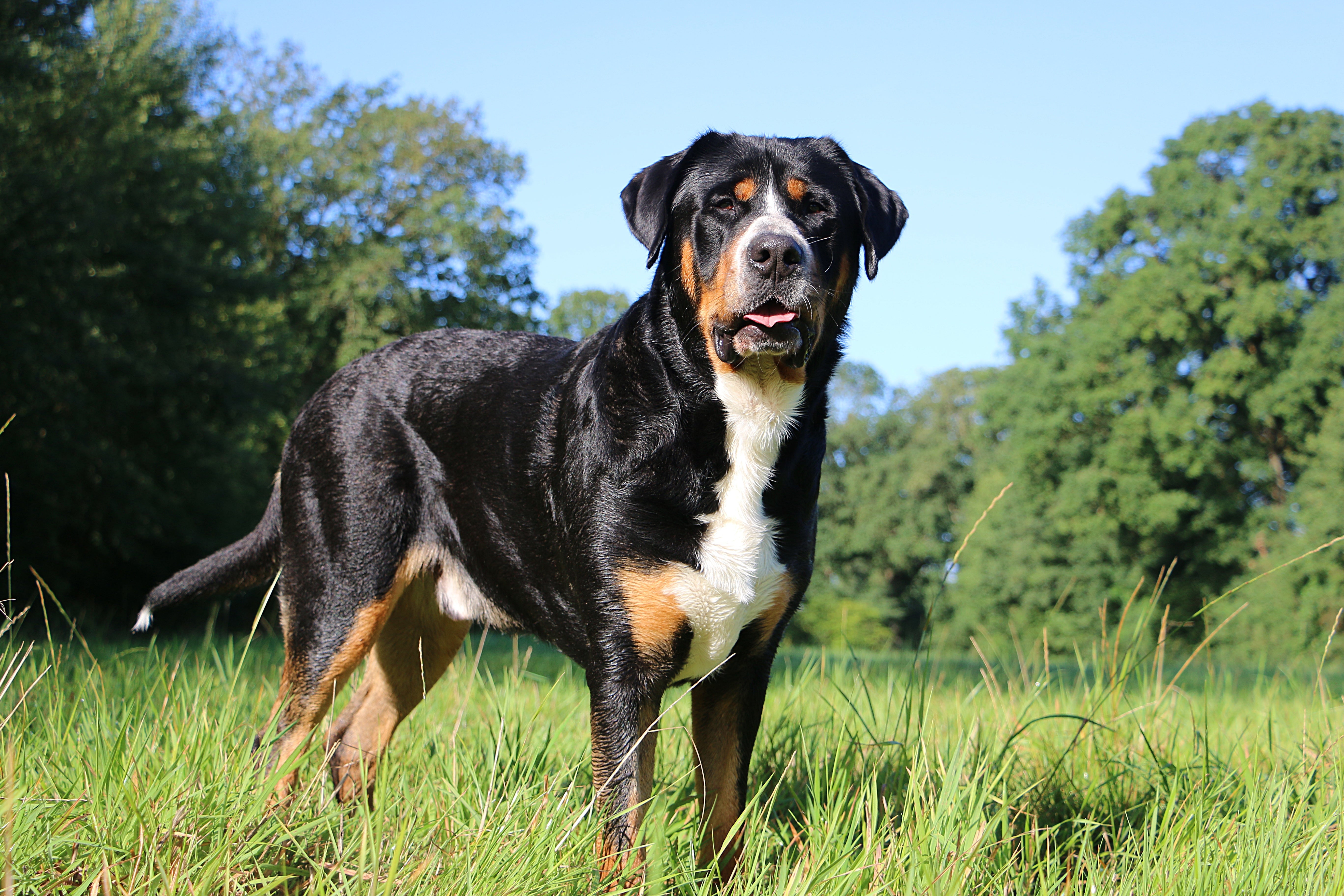 Greater Swiss Mountain dog breed standing in a meadow with trees and blue sky in the background