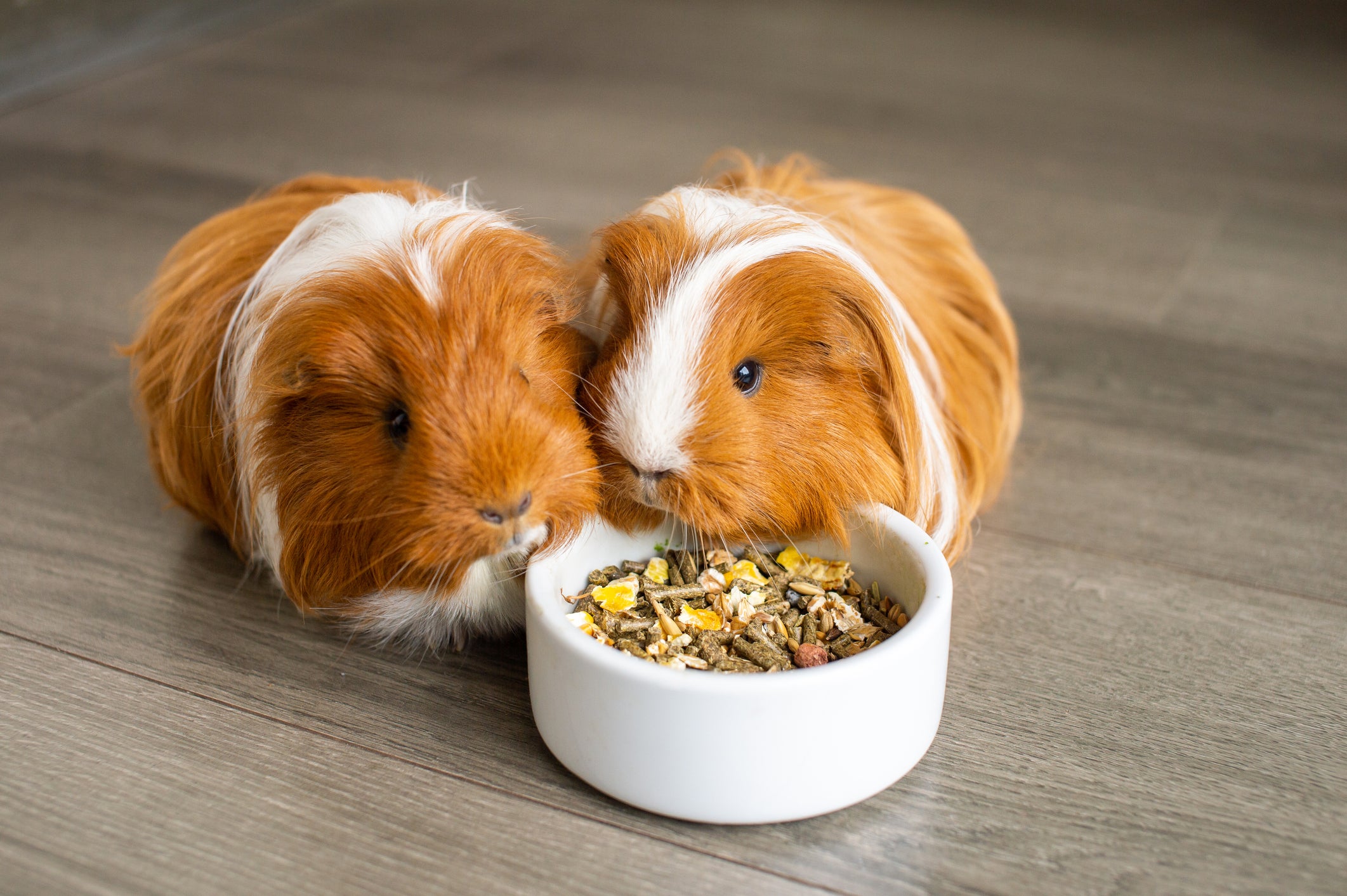 two tan guinea pigs eating food from a white bowl