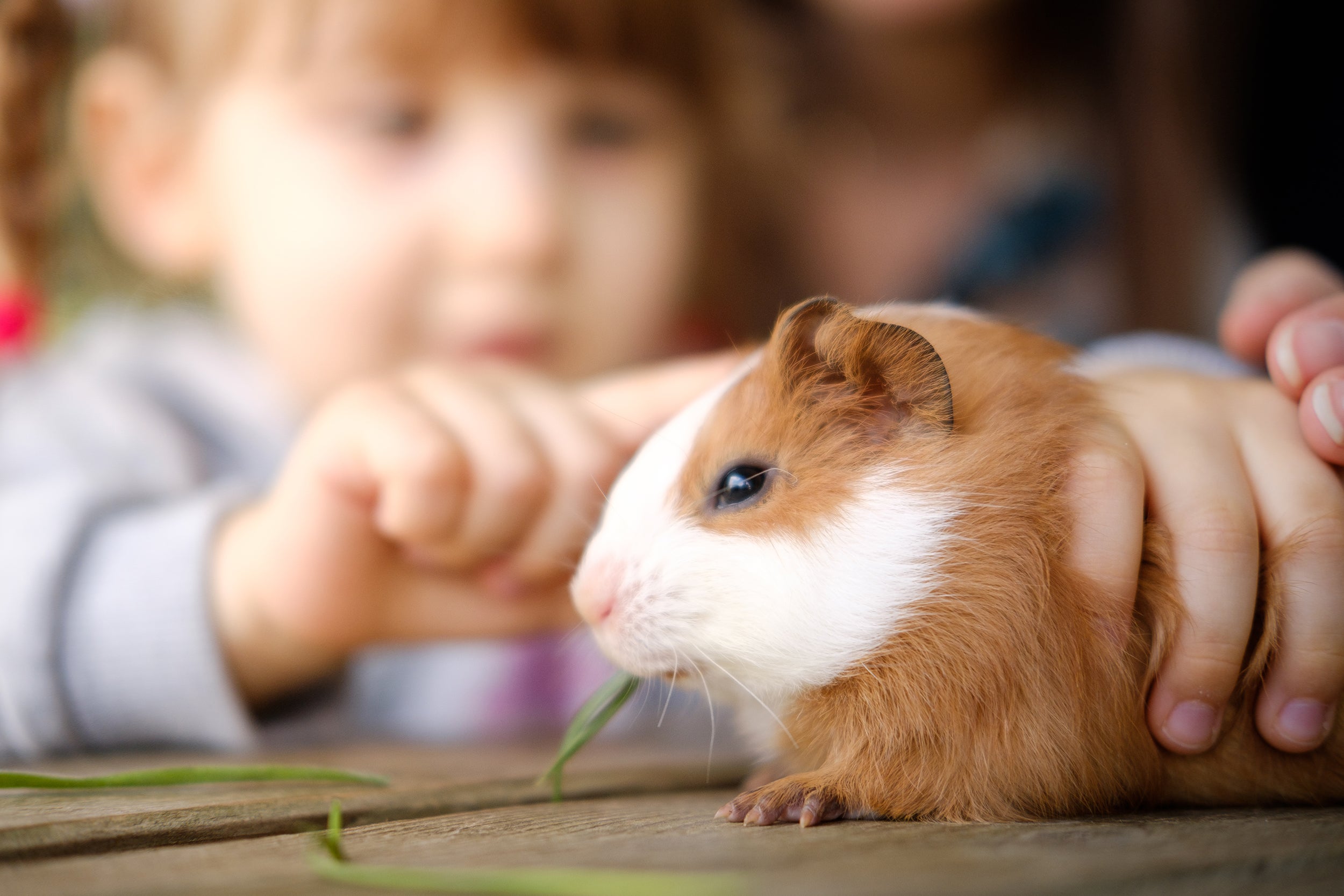 child gently petting tan and white guinea pig