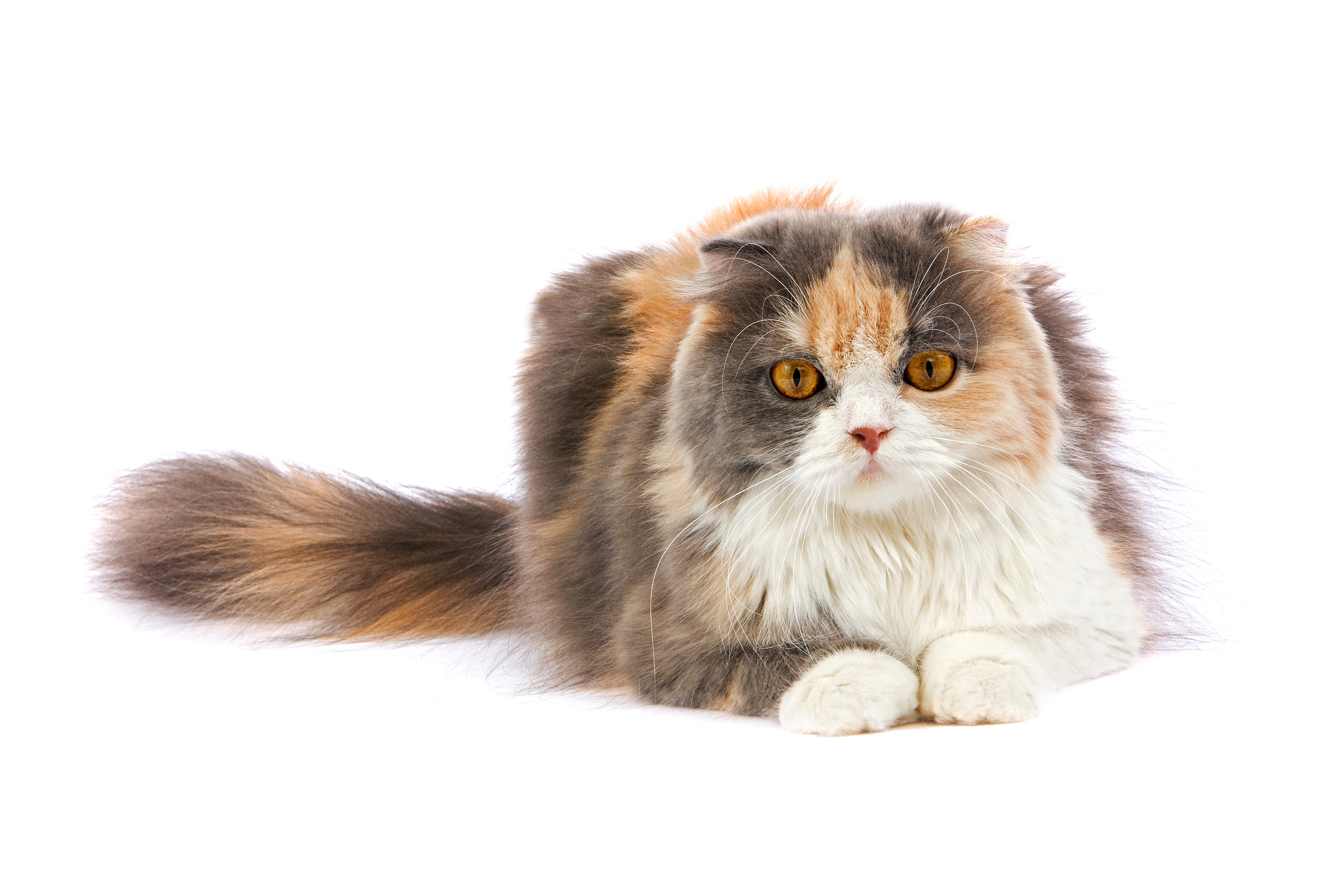Blue cream and white Highland Fold cat breed laying down against a white background