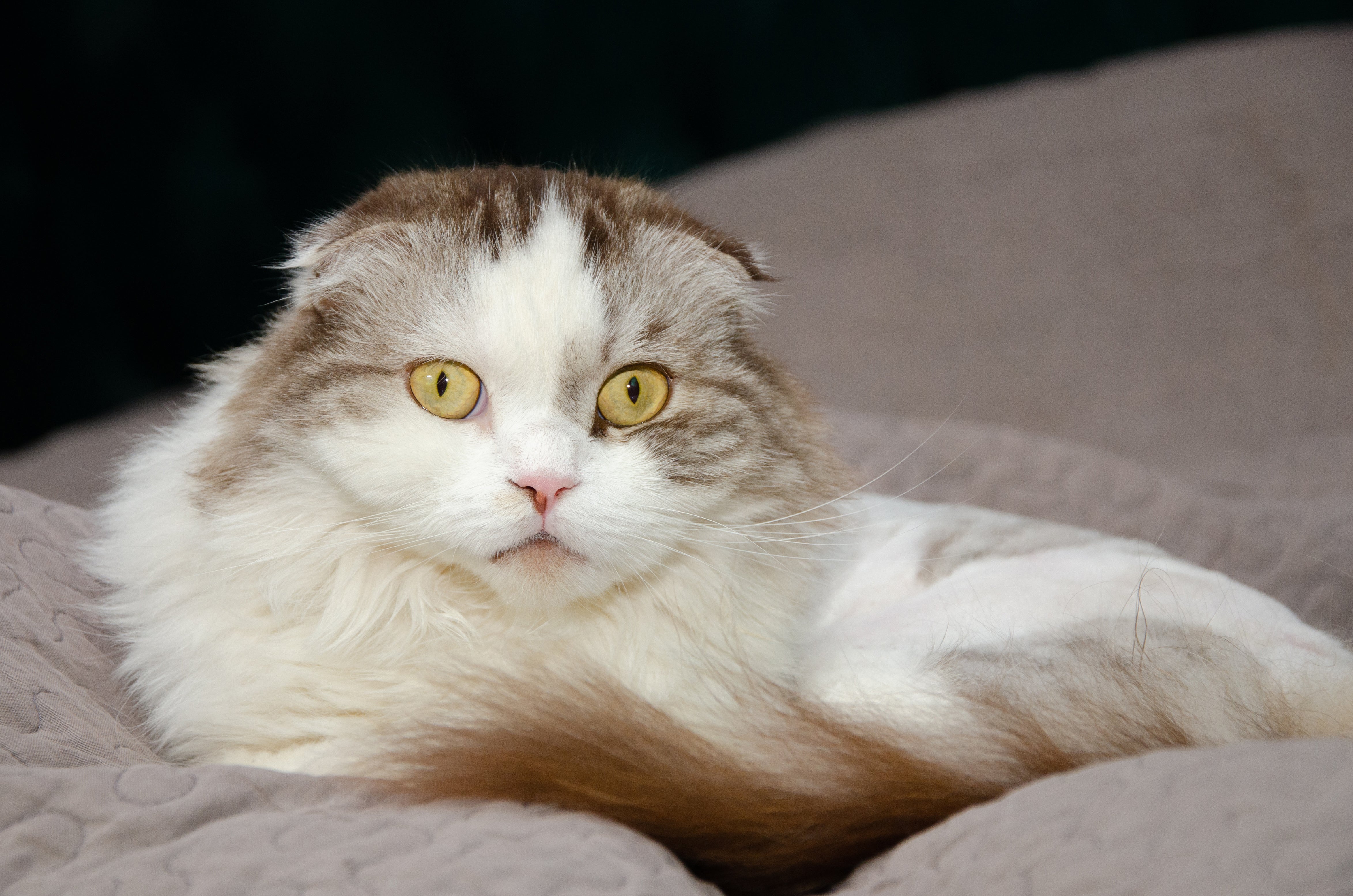 Close up of a Highland Fold cat breed laying on a grey quilted blanket