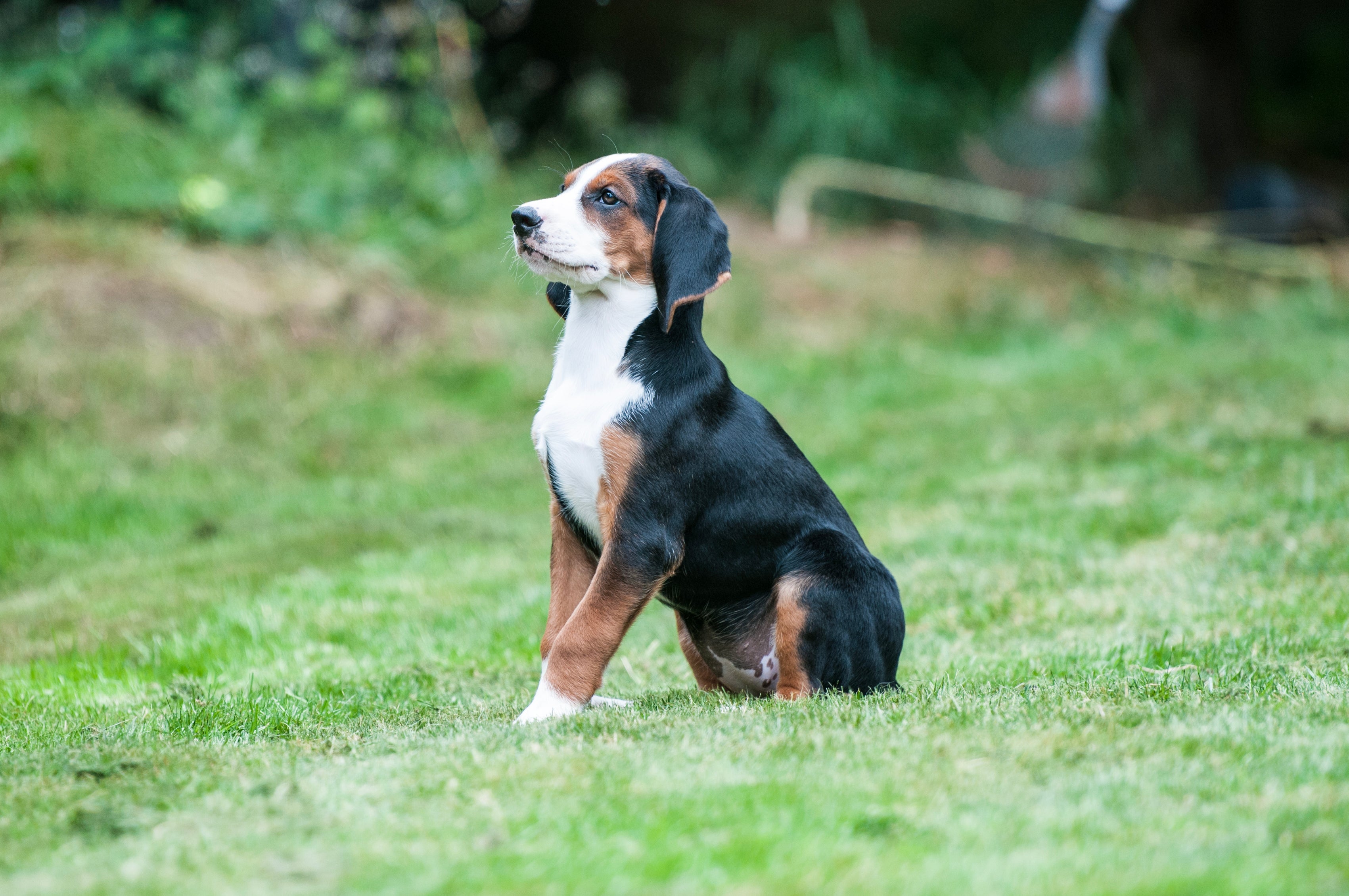 Sitting side view of a Hamiltonstovare dog breed looking up on the grass