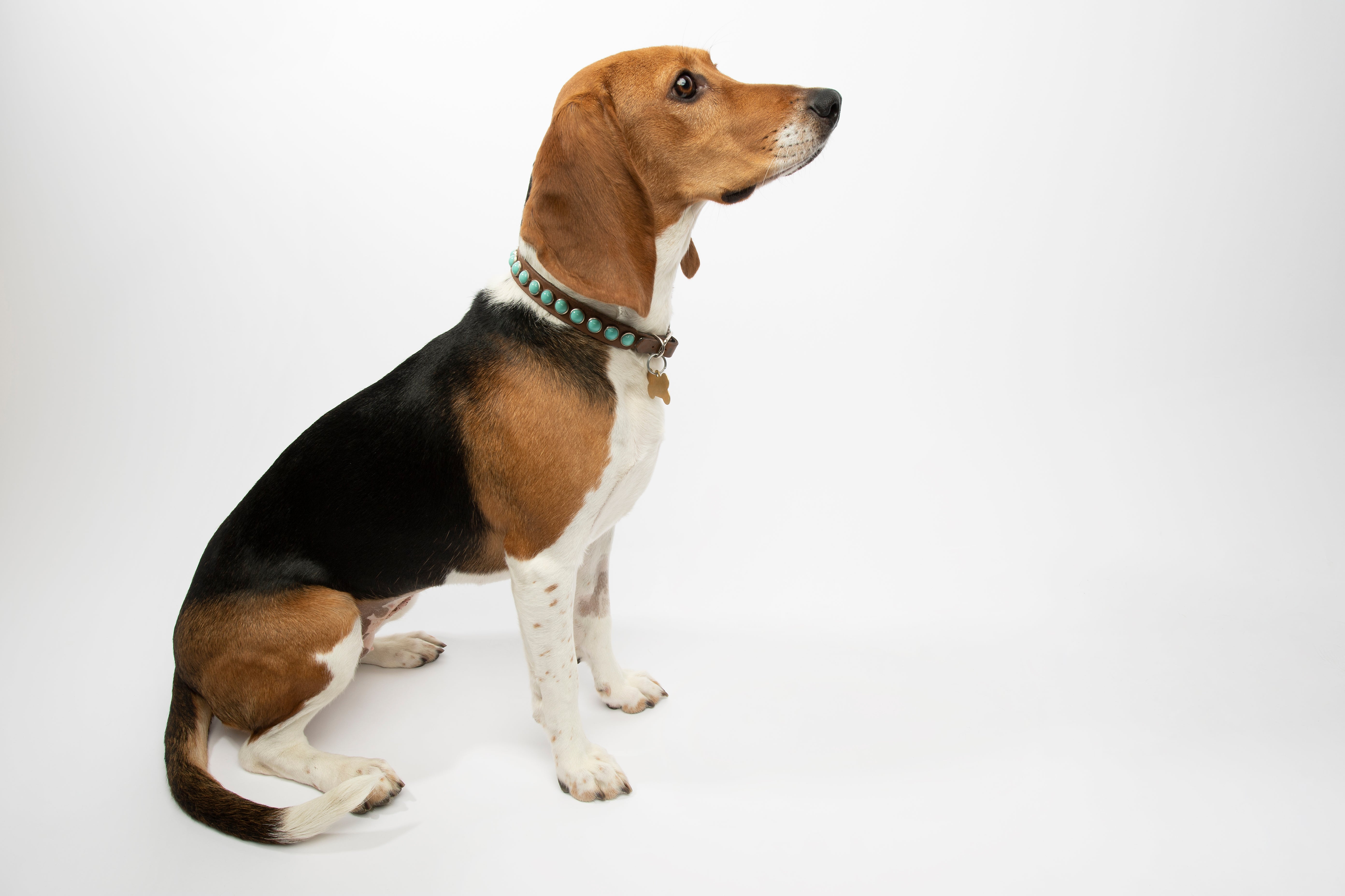 Sitting side view of a Harrier dog breed against a white background