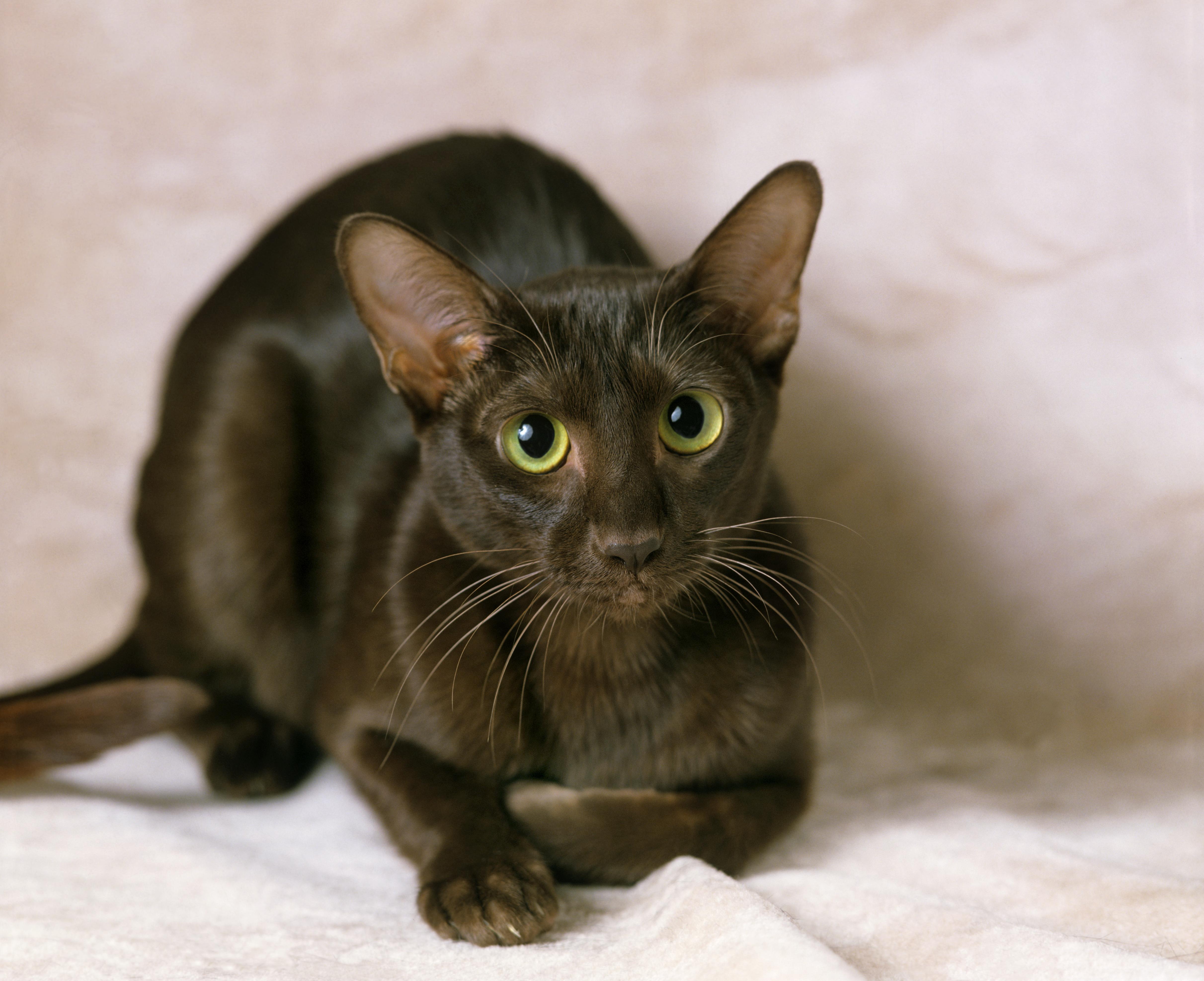 Havana Brown cat breed laying down on a blanket looking at the camera