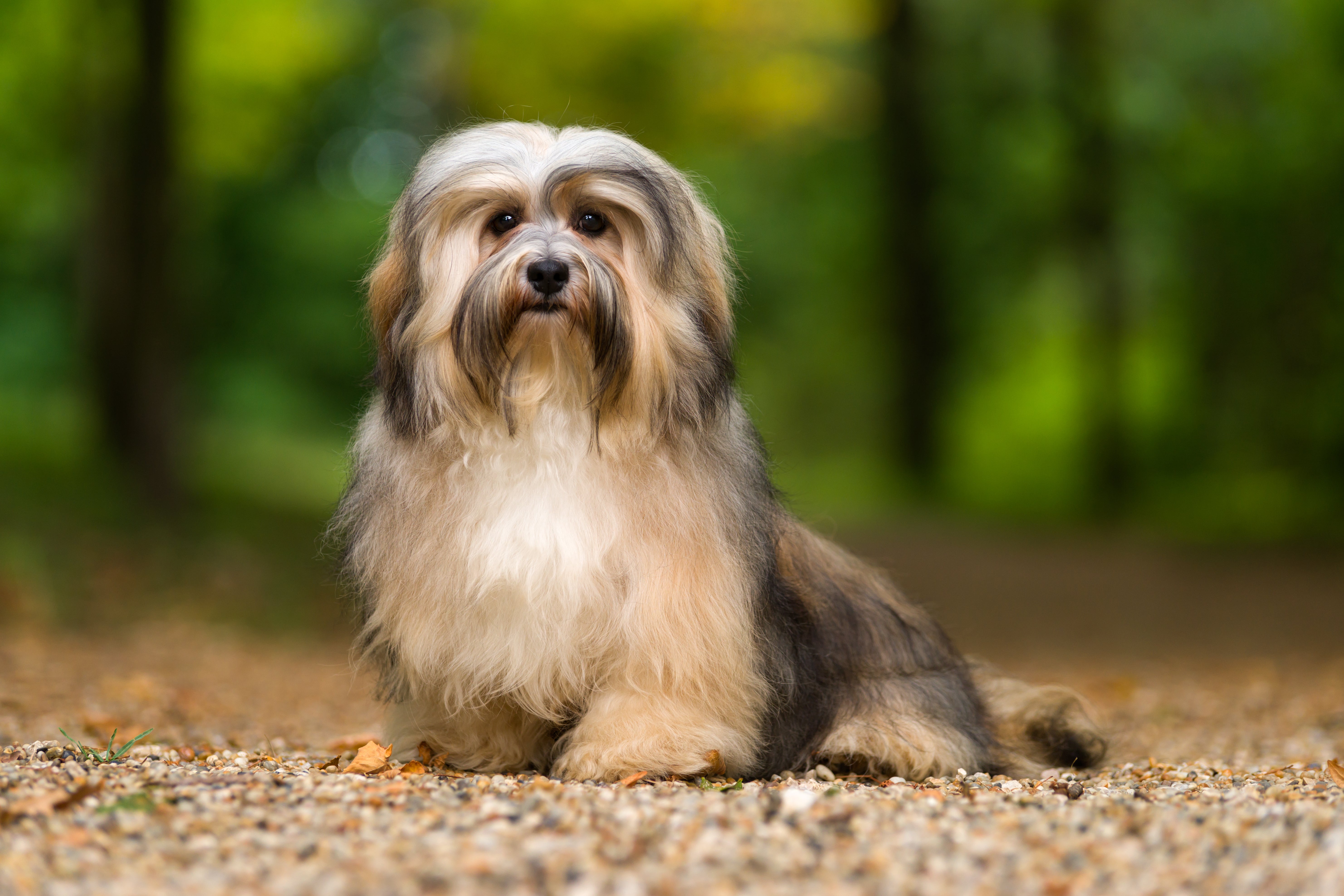 Havanese dog breed sitting on a gravel path in a forest