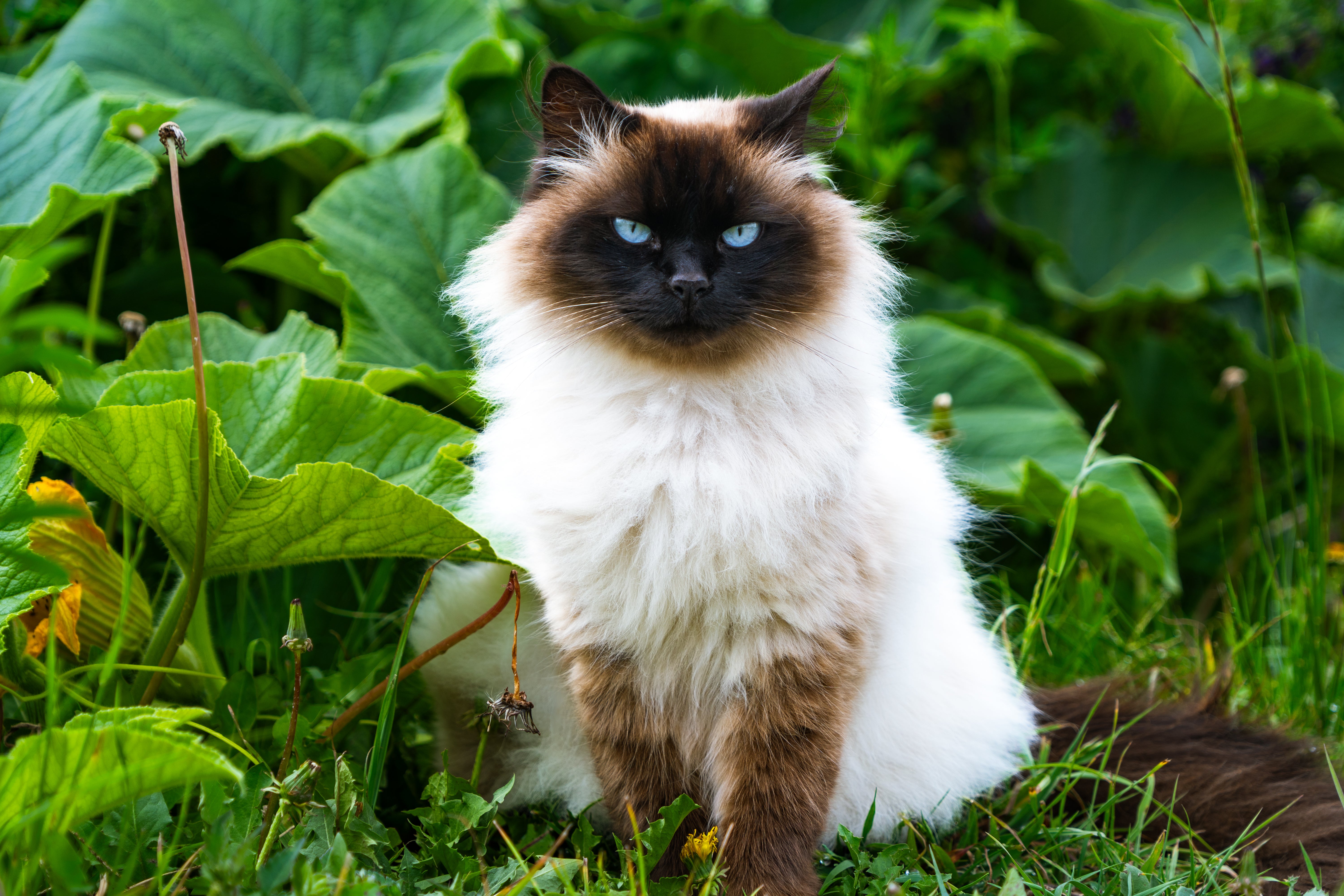 Himalayan Siamese cat breed sitting tall within greenery