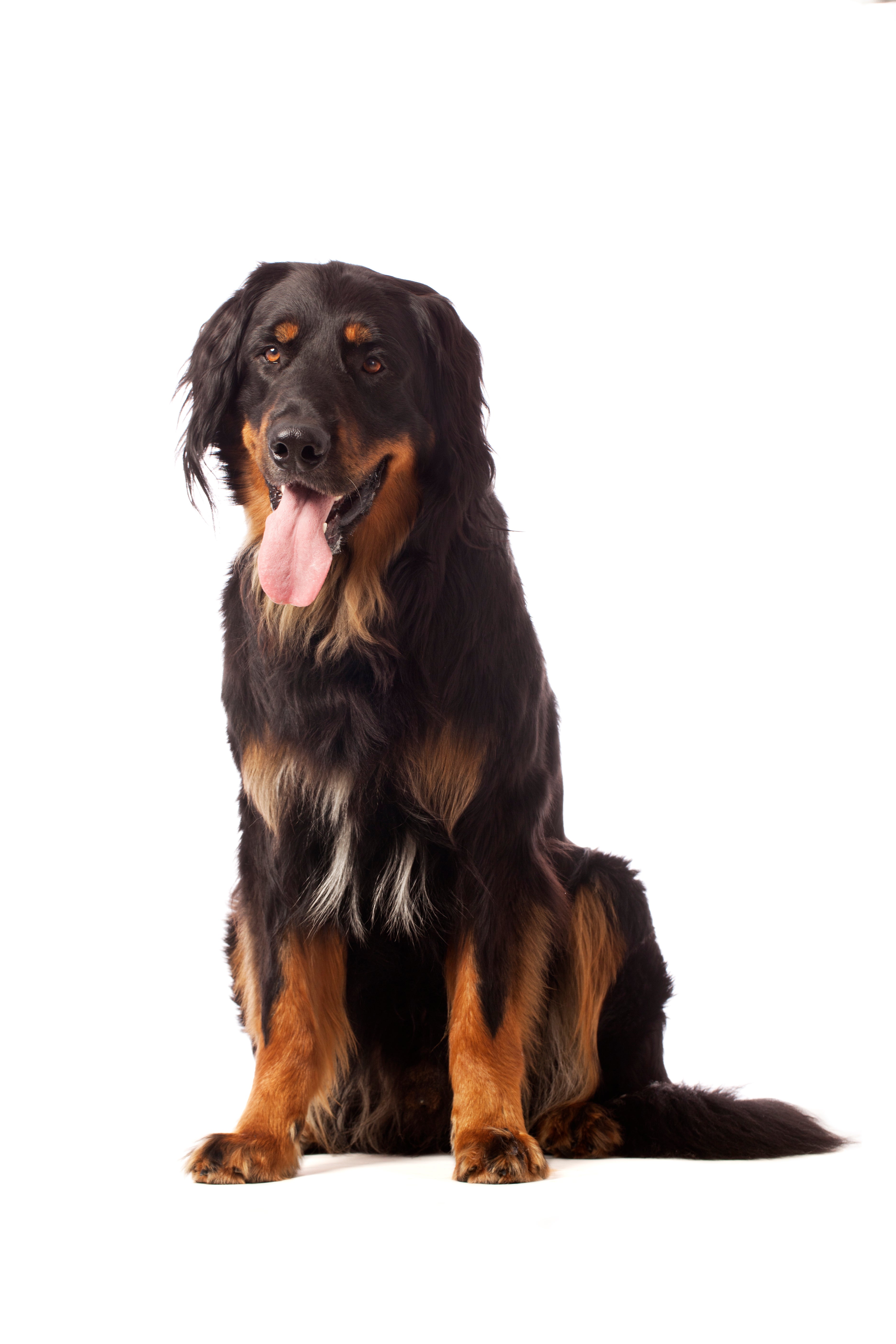 Hovawart dog breed sitting tall with tongue hanging out against a white background