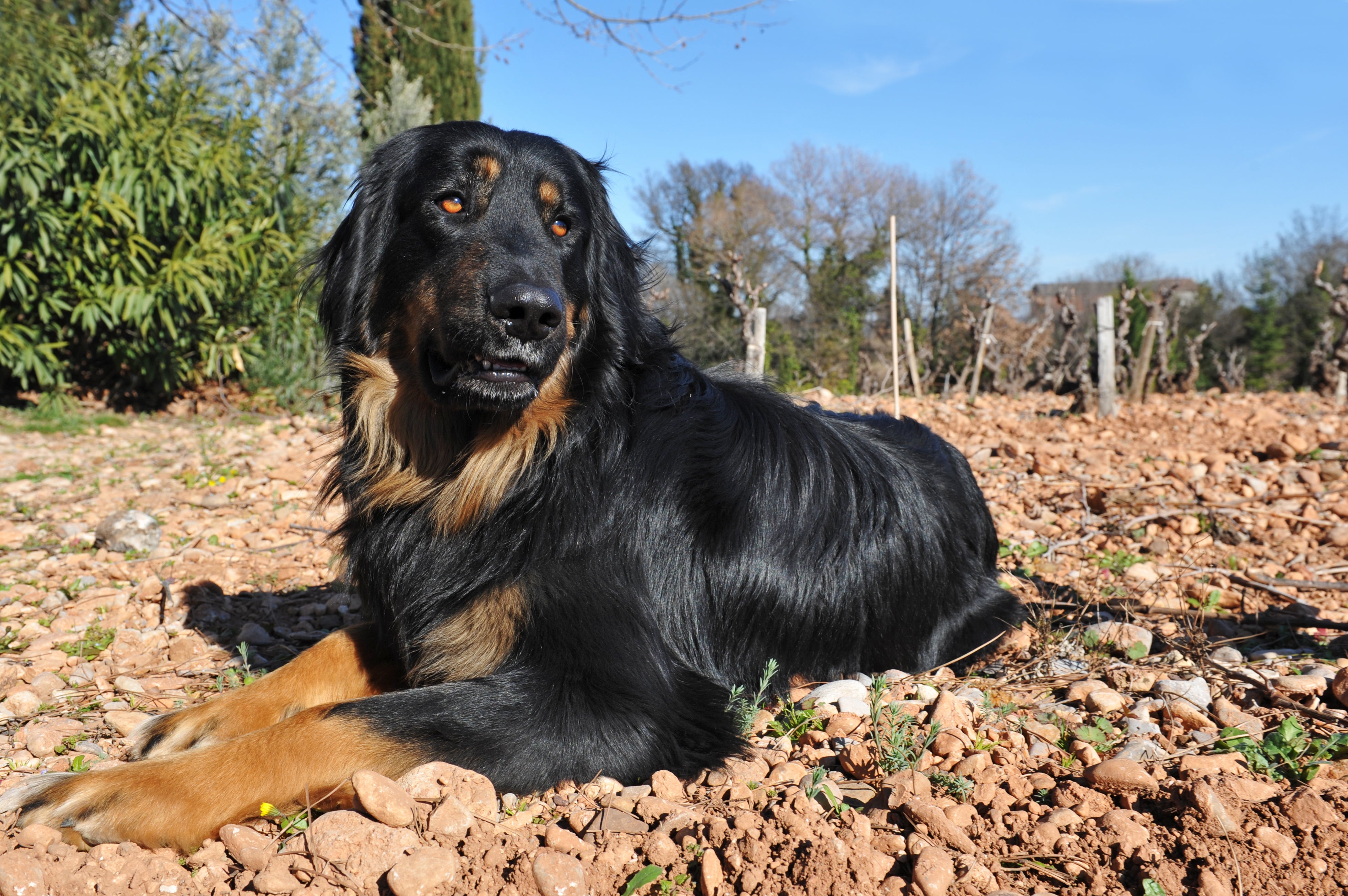 Hovawart dog breed laying down on a bed of rocks looking off to the side on a nice day