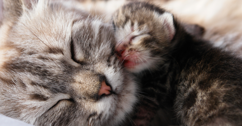 Mom and baby cats