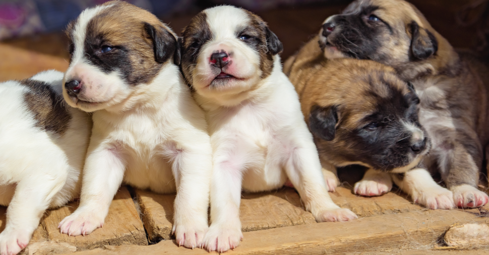 Cute puppies