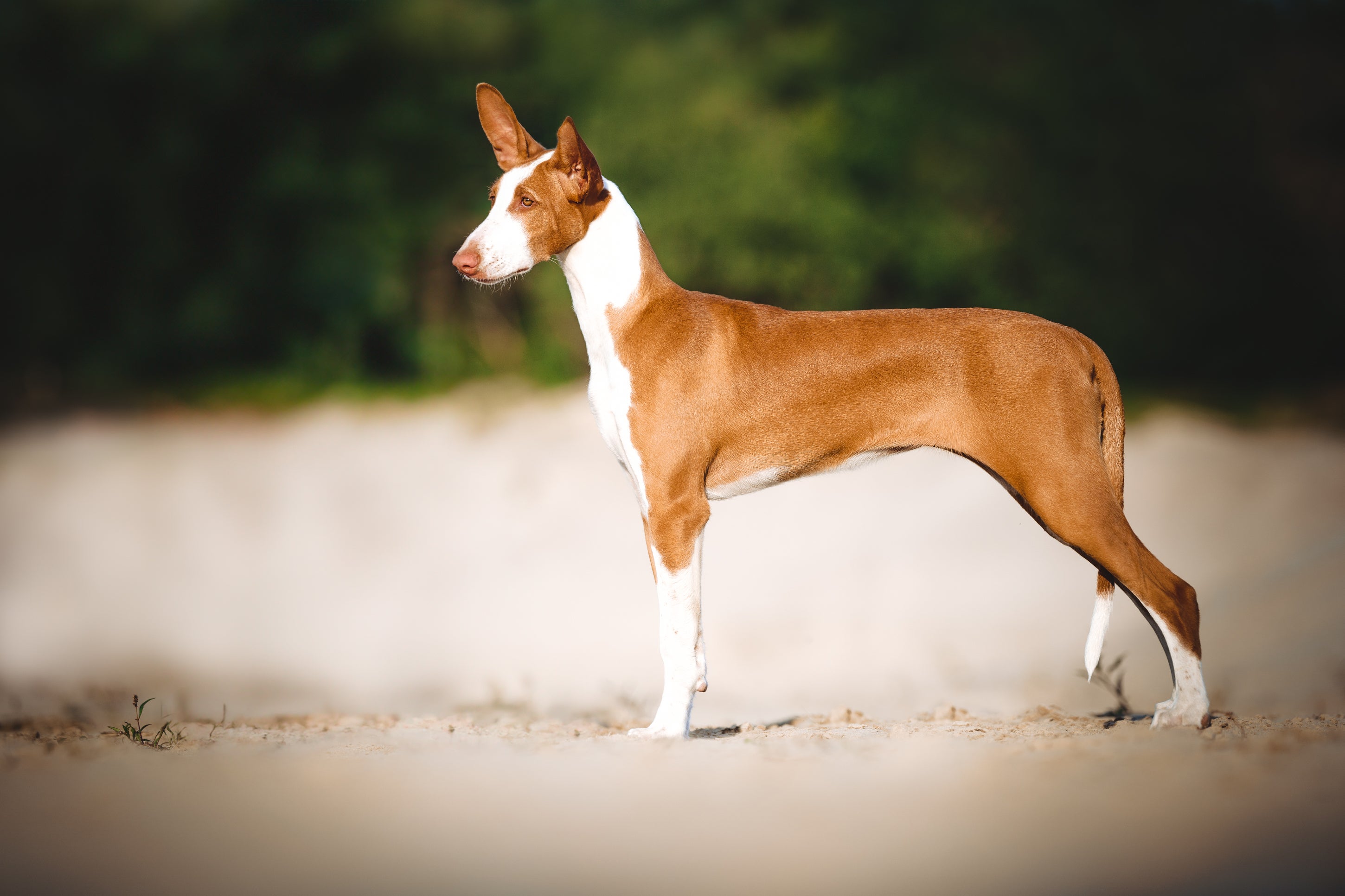 Ibizan Hound dog breed standing side view in the sand