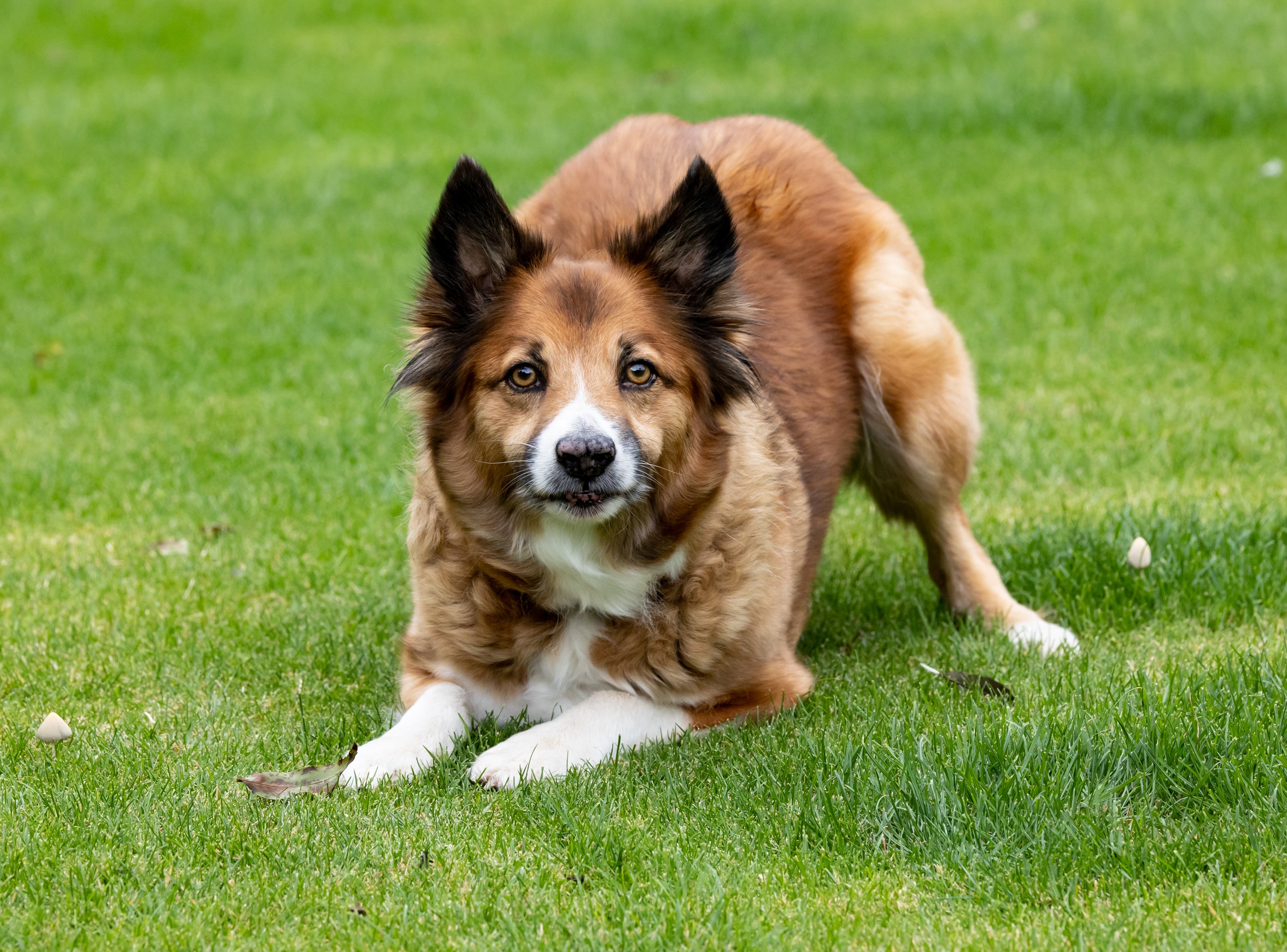 Crouching Icelandic Sheepdog breed on the grass