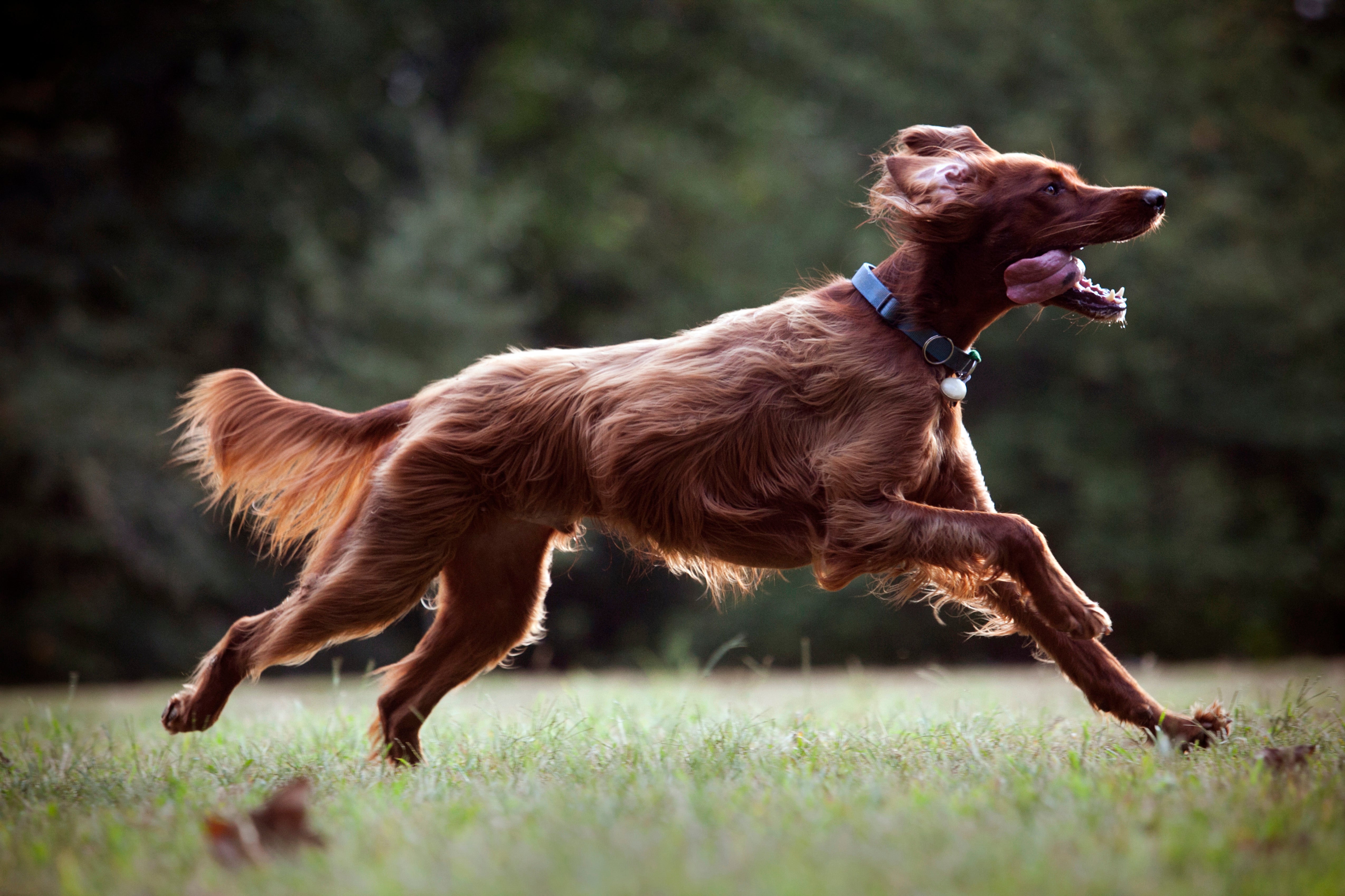 Irish Setter dog breed running fast across a field with tail up 