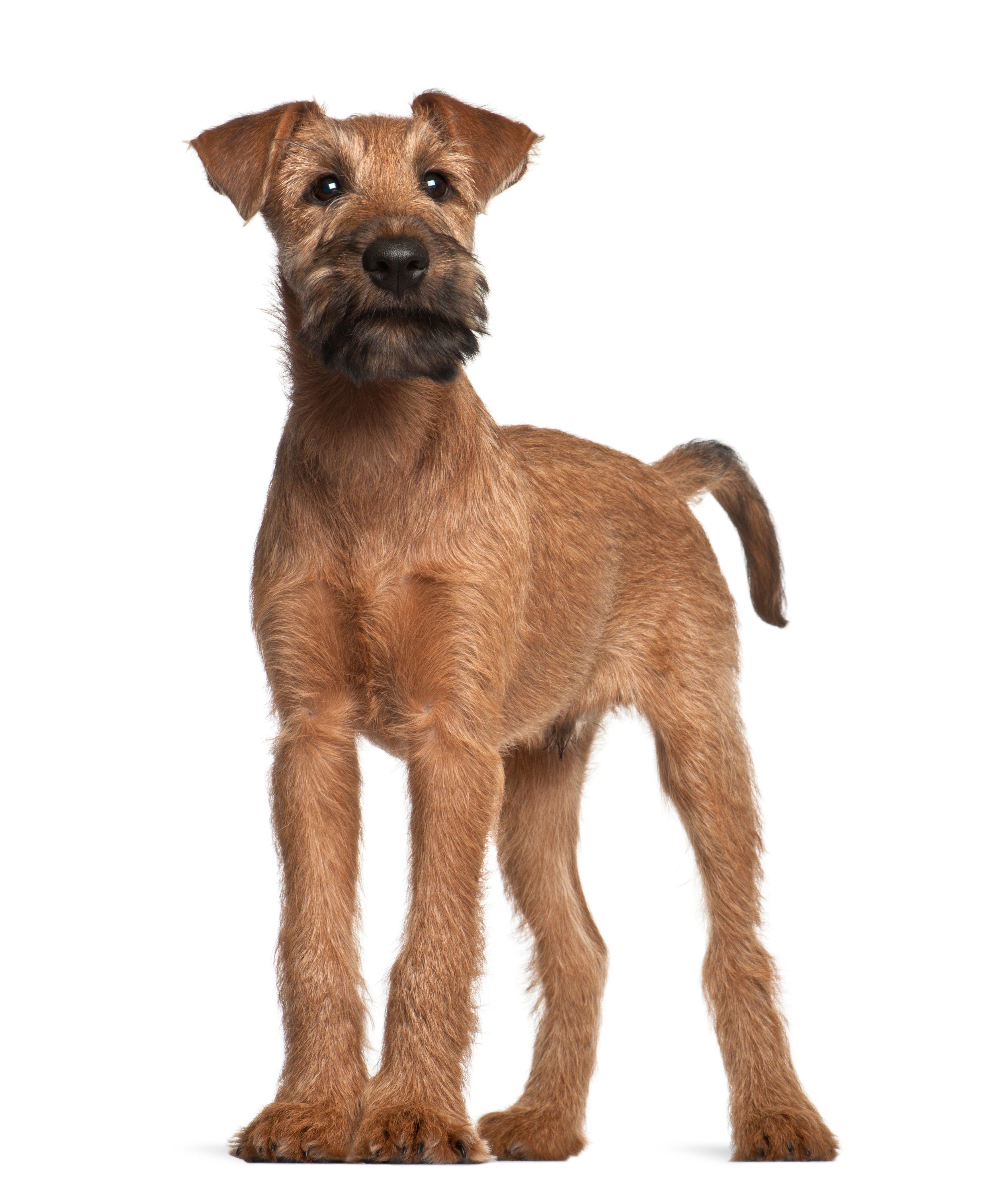 terrier puppies for sale in usa