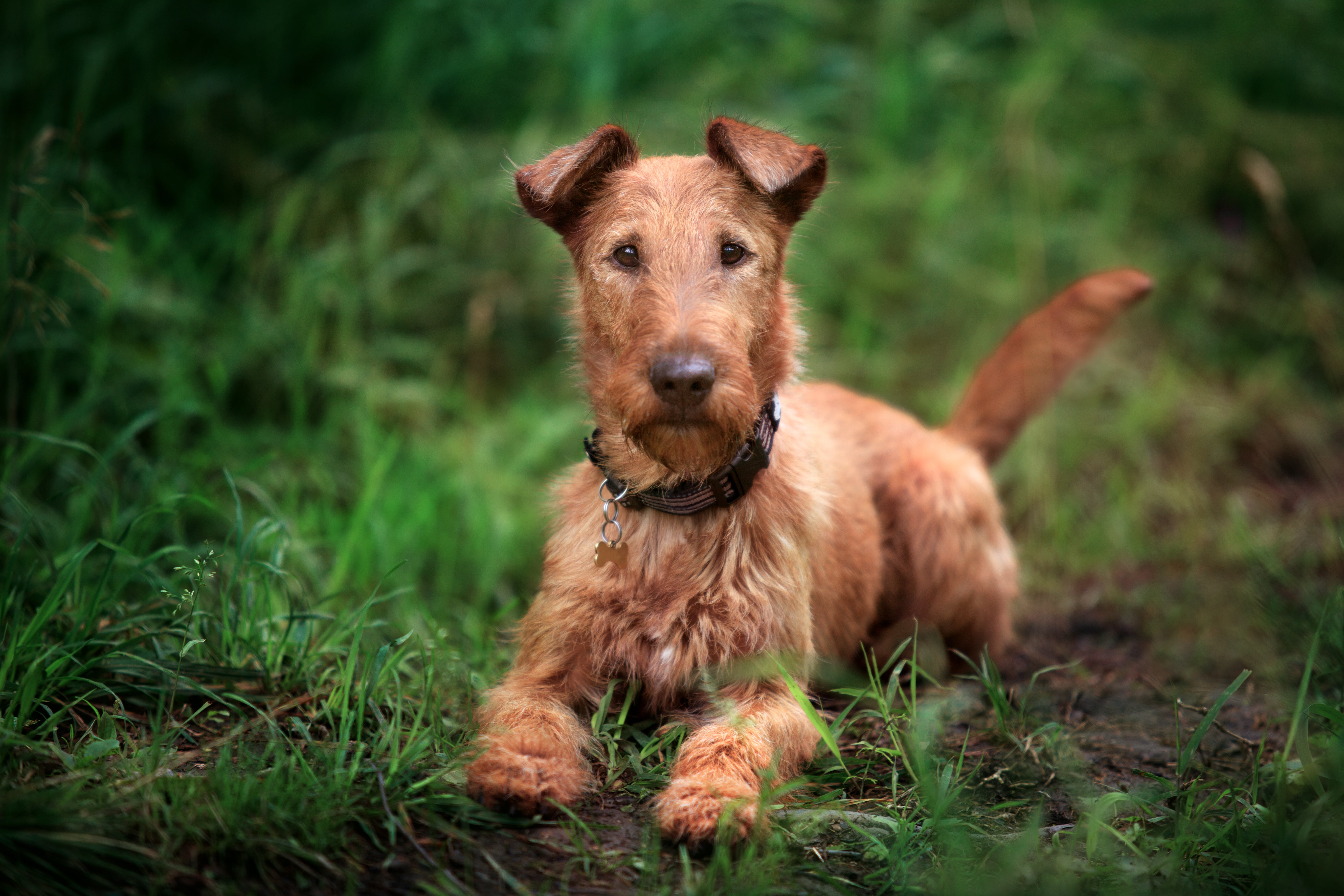 Young Irish Terrier dog breed laying on the grass looking at the camera