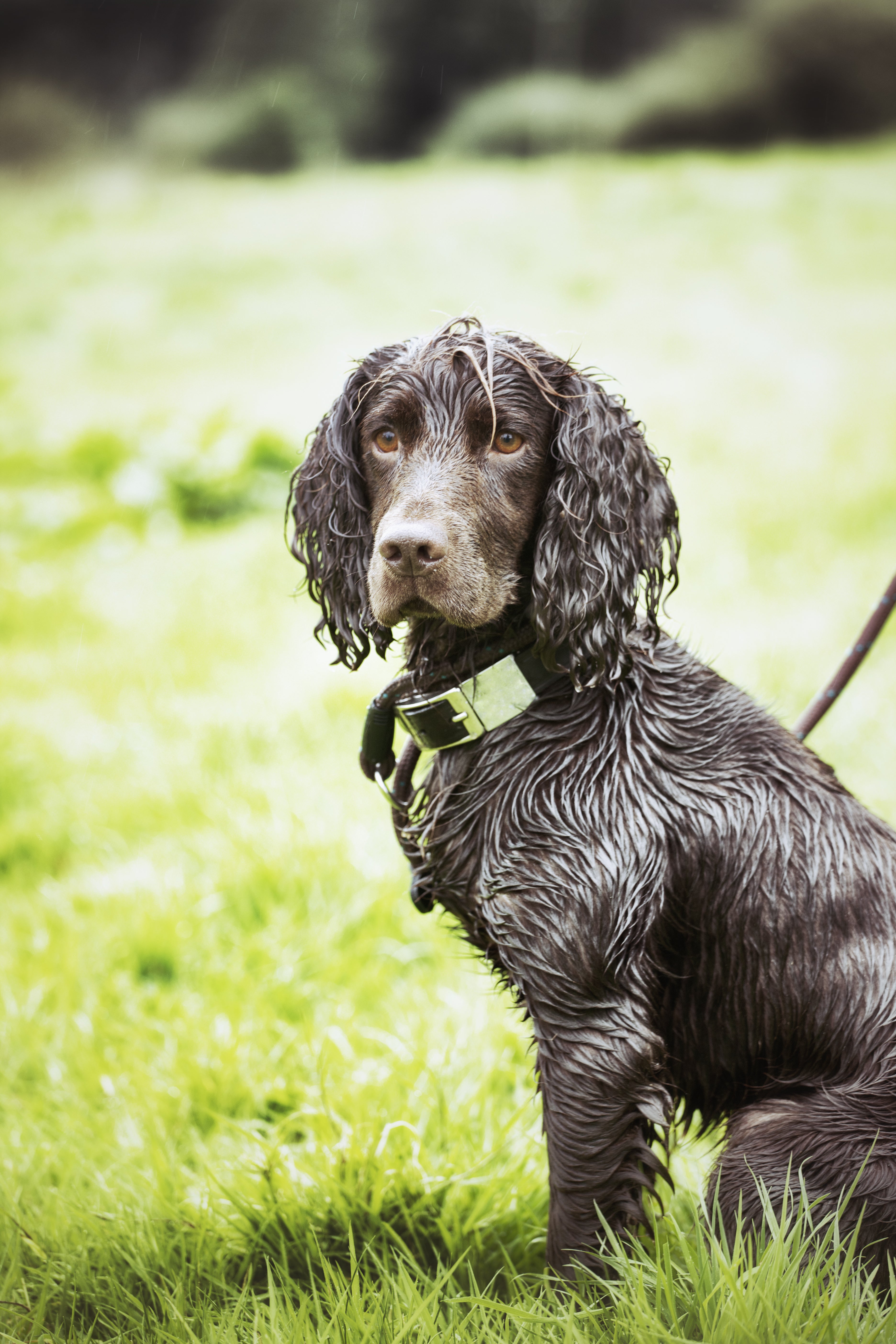 irish water spaniel dog breed with leash and collar sitting in a field