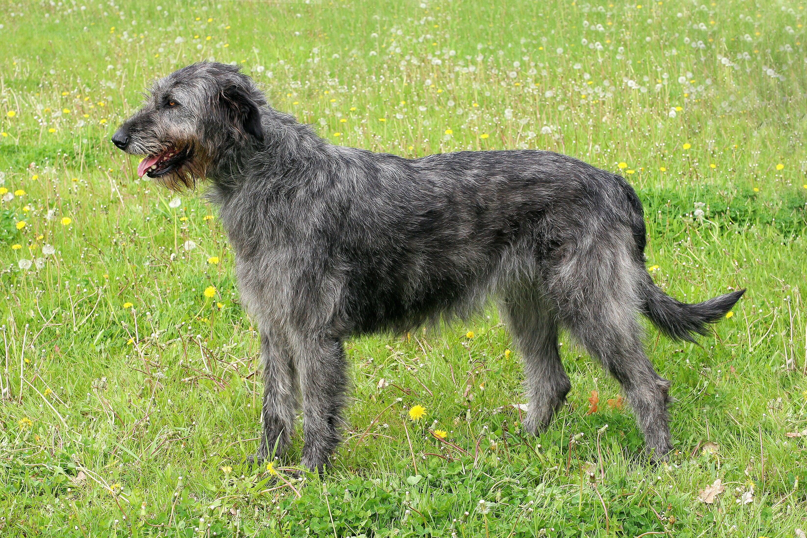 Side view of a gray Irish Wolfhound dog breed standing in the grass