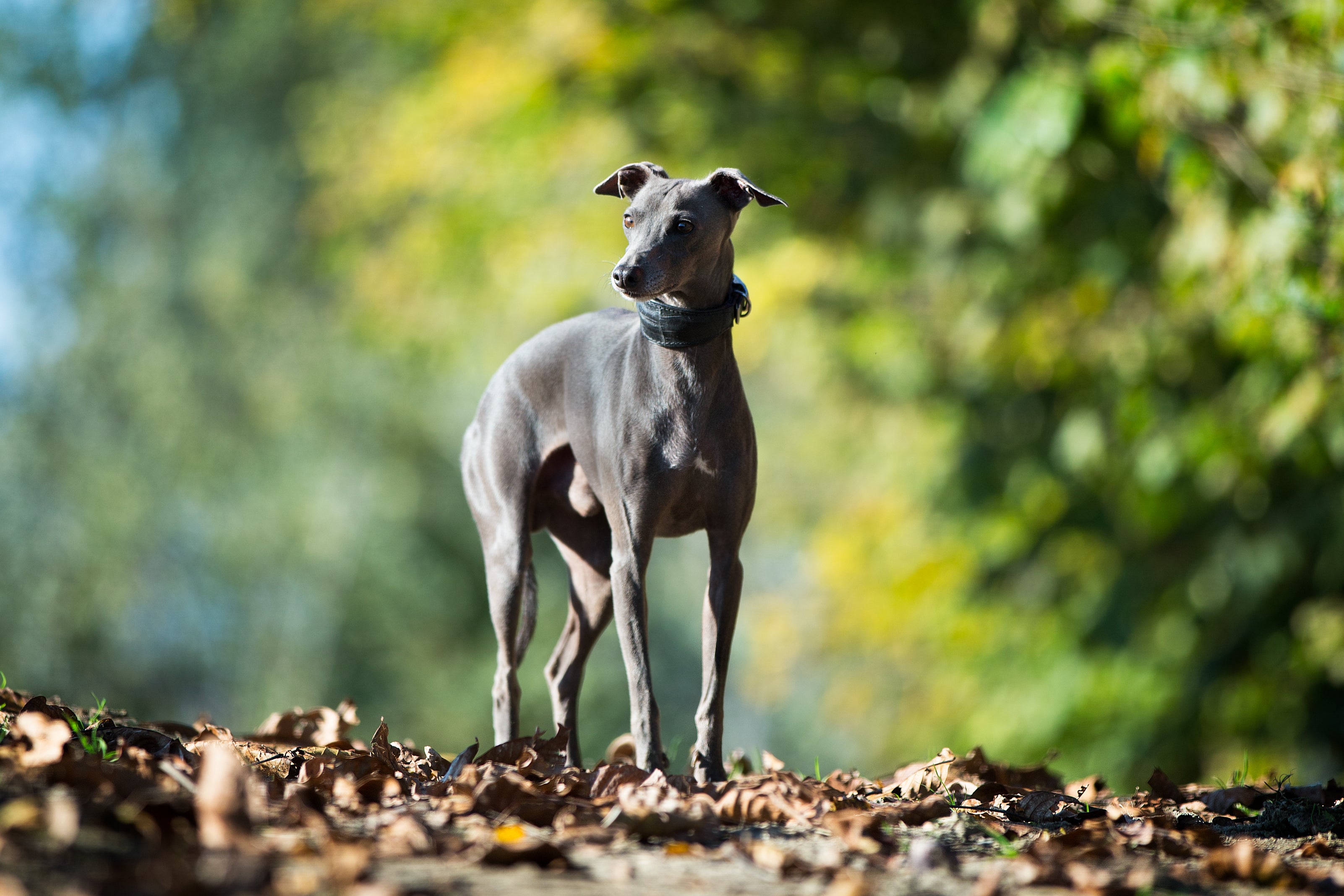 gray Italian grayhound dog breed standing with ears alert on a bed of leaves in the forest