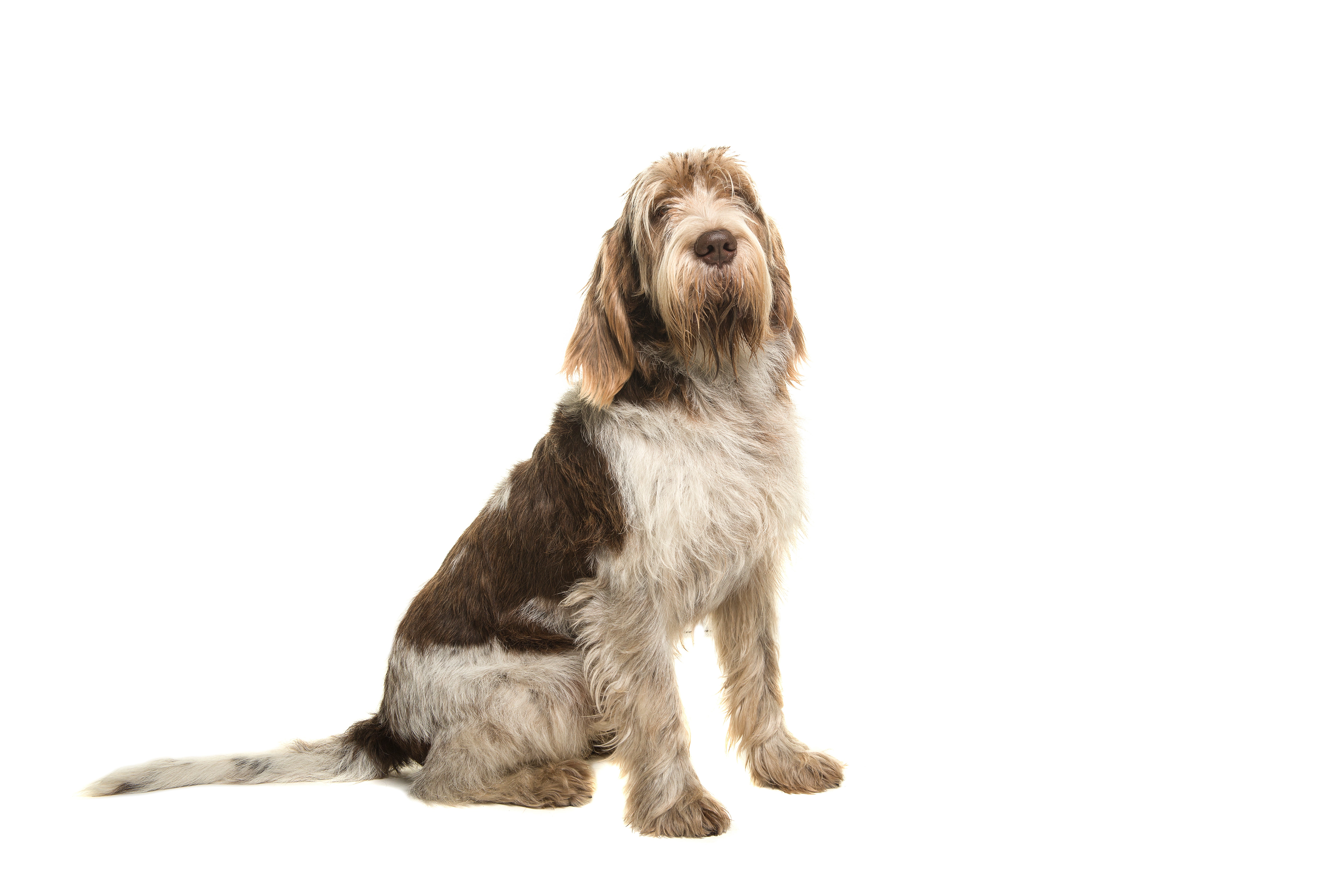 Italian Spinone dog breed seen from the side looking up with tail extended out on white background