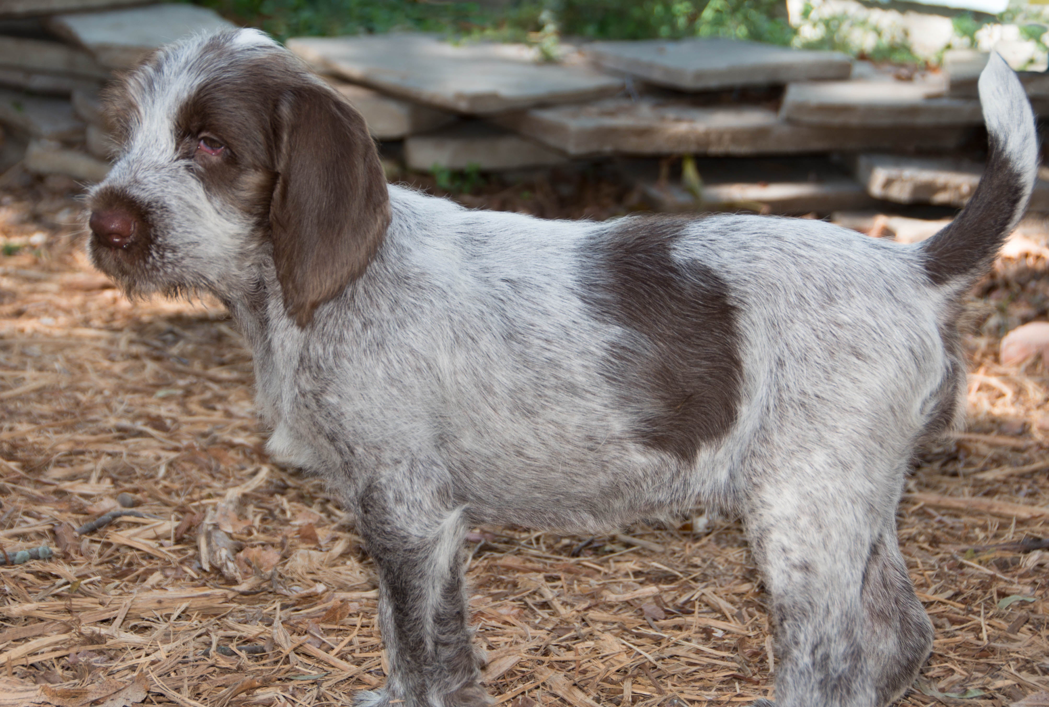 Italian Spinone dog breed puppy standing on wood chips in a yard with tail up