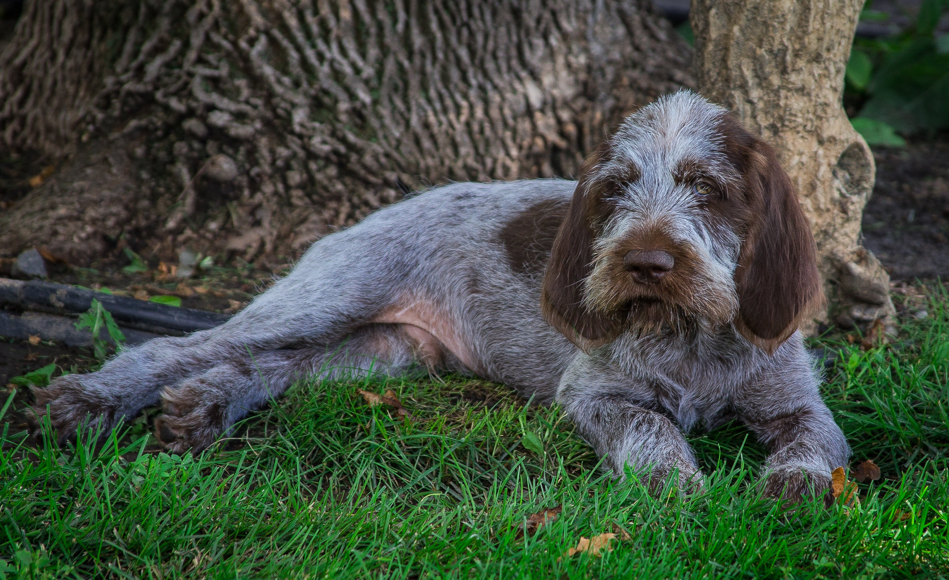 Italian Spinone dog breed laying down relaxing at the base of a tree