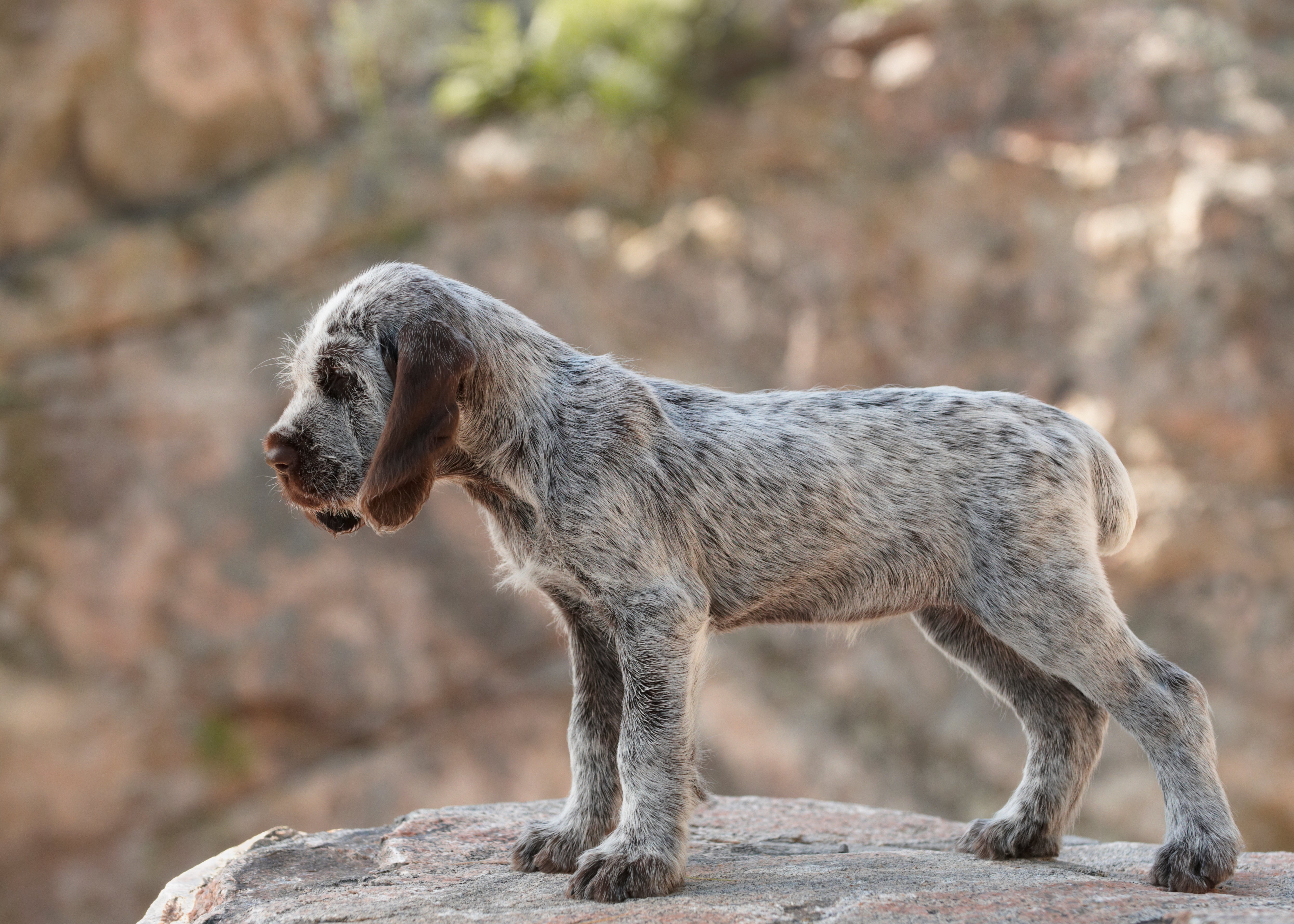 Italian Spinone dog breed seen from the side standing on a rock looking over edge