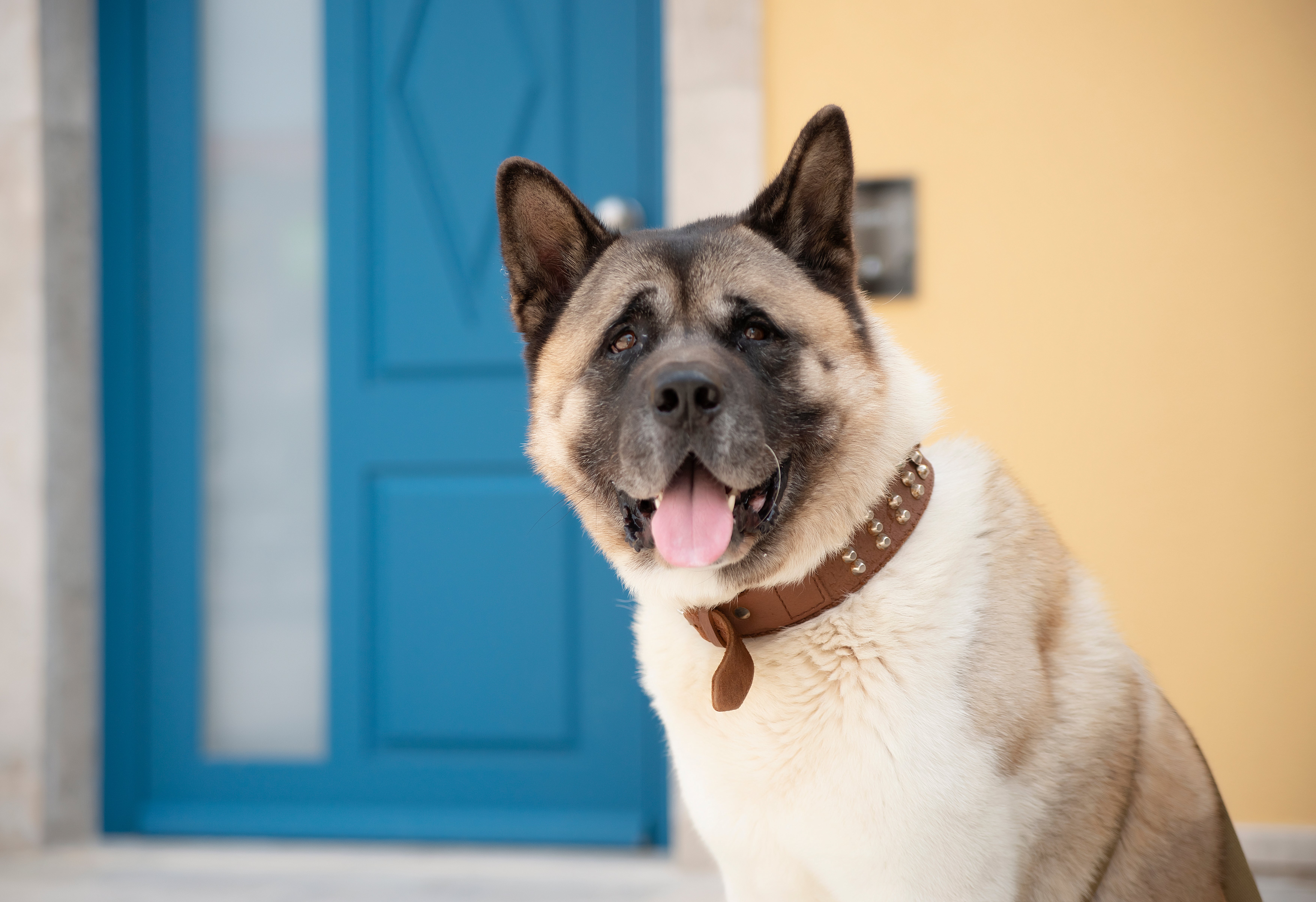 Japanese Akita dog breed sitting with open mouth in front of blue door