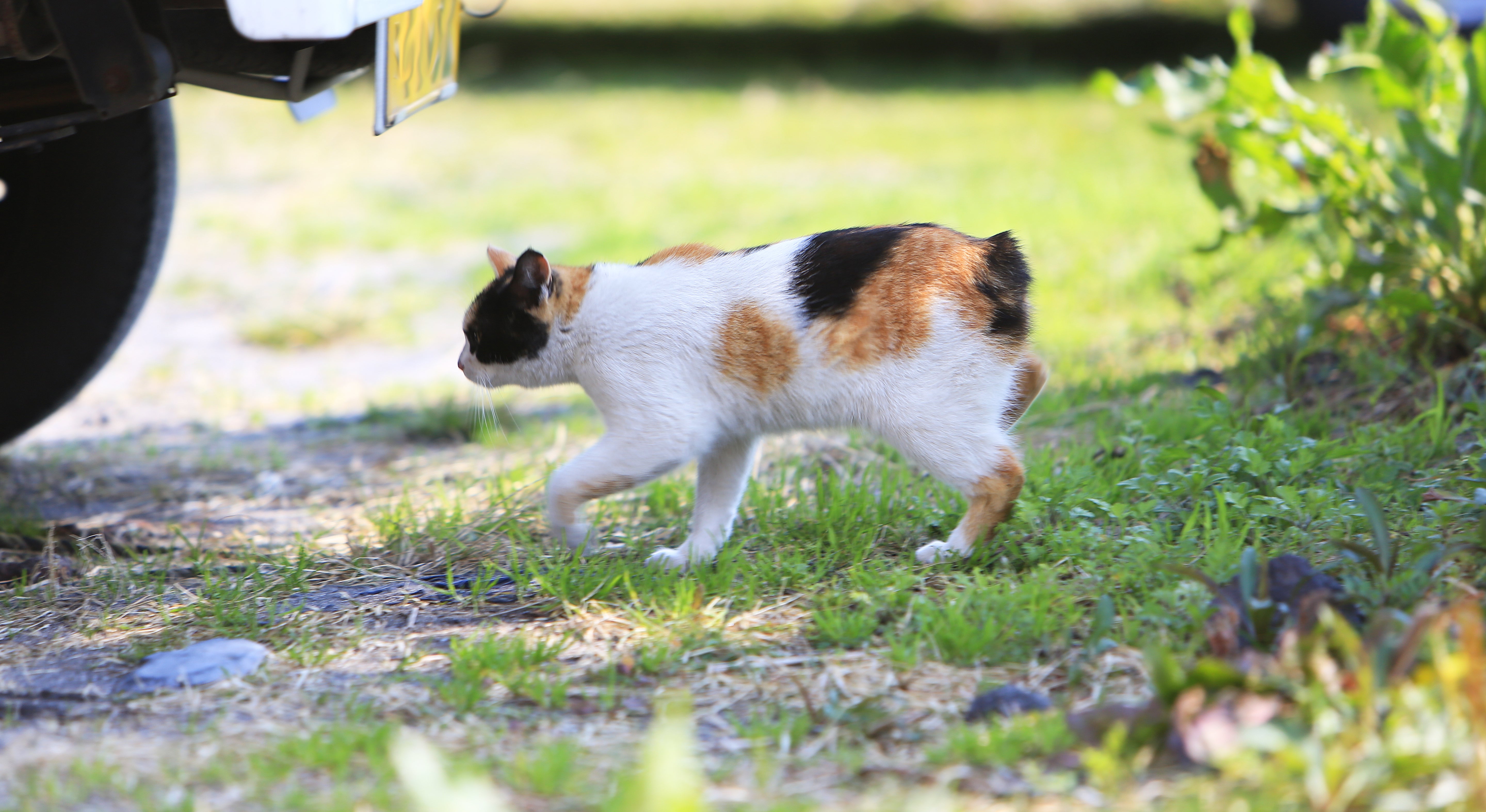 calico japanese bobtail cat breed walking through grass