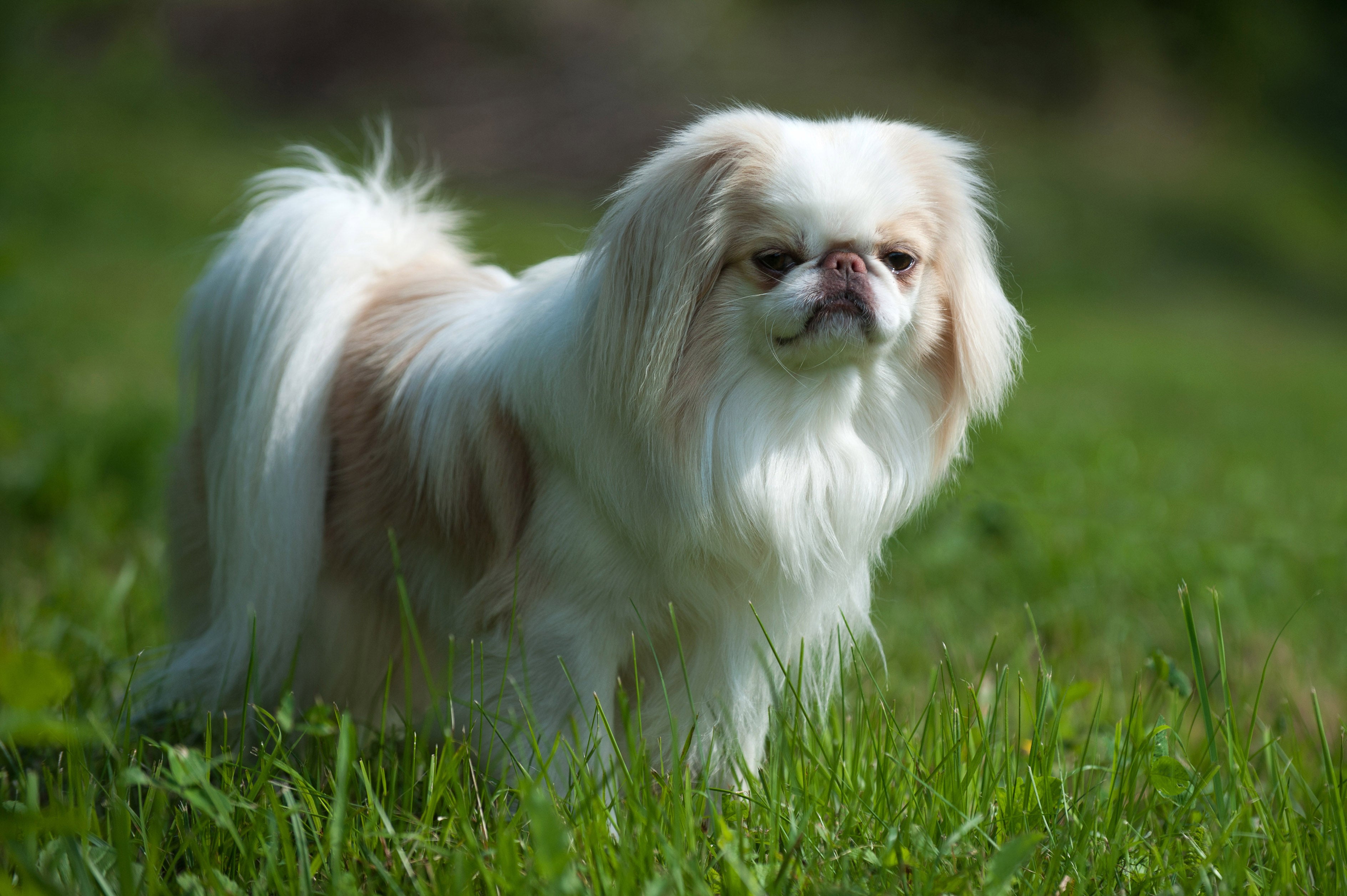 side view of a white and brown japanese chin dog breed standing in the grass