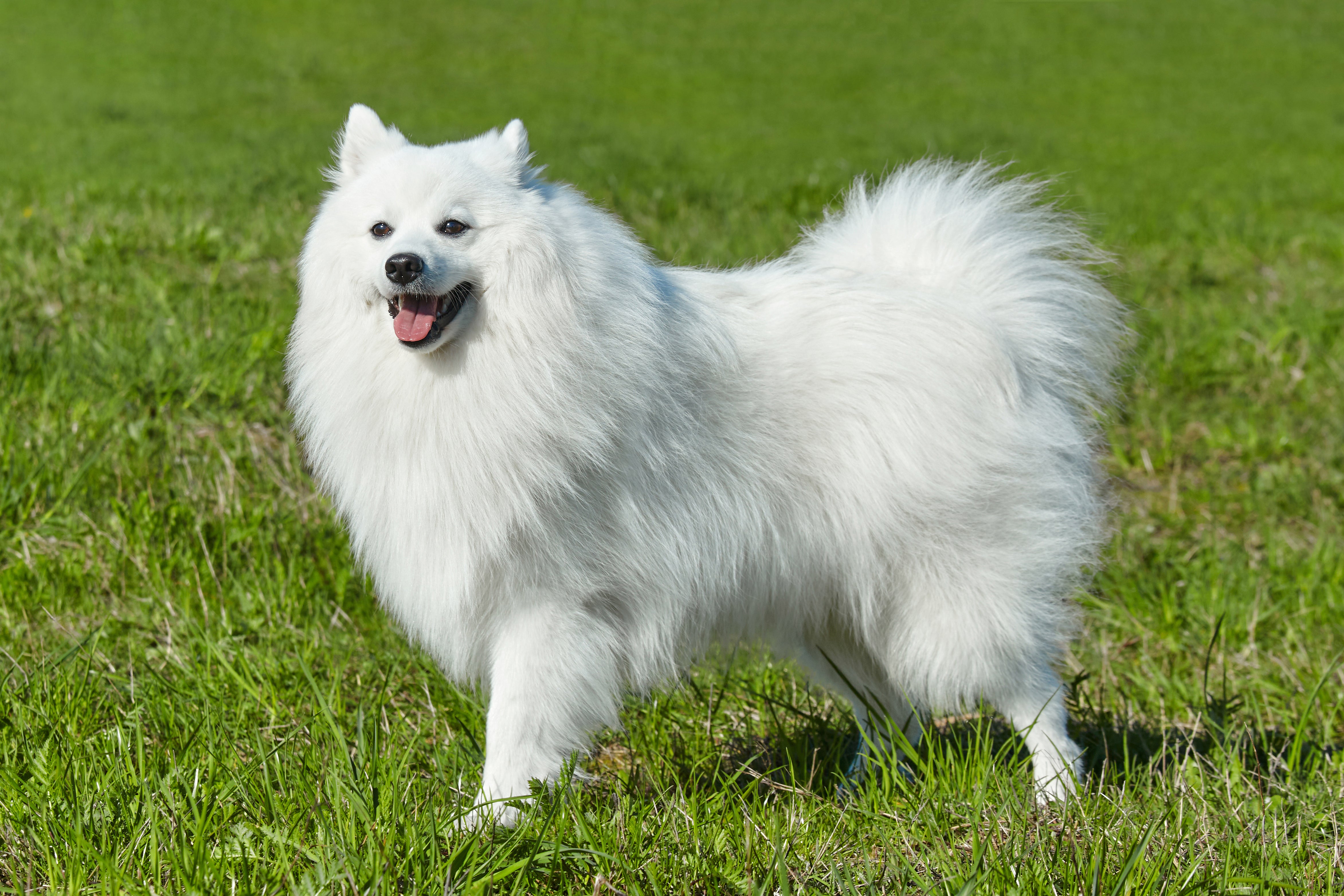 Japanese Spitz dog breed view from the side standing tall with mouth open on the grass