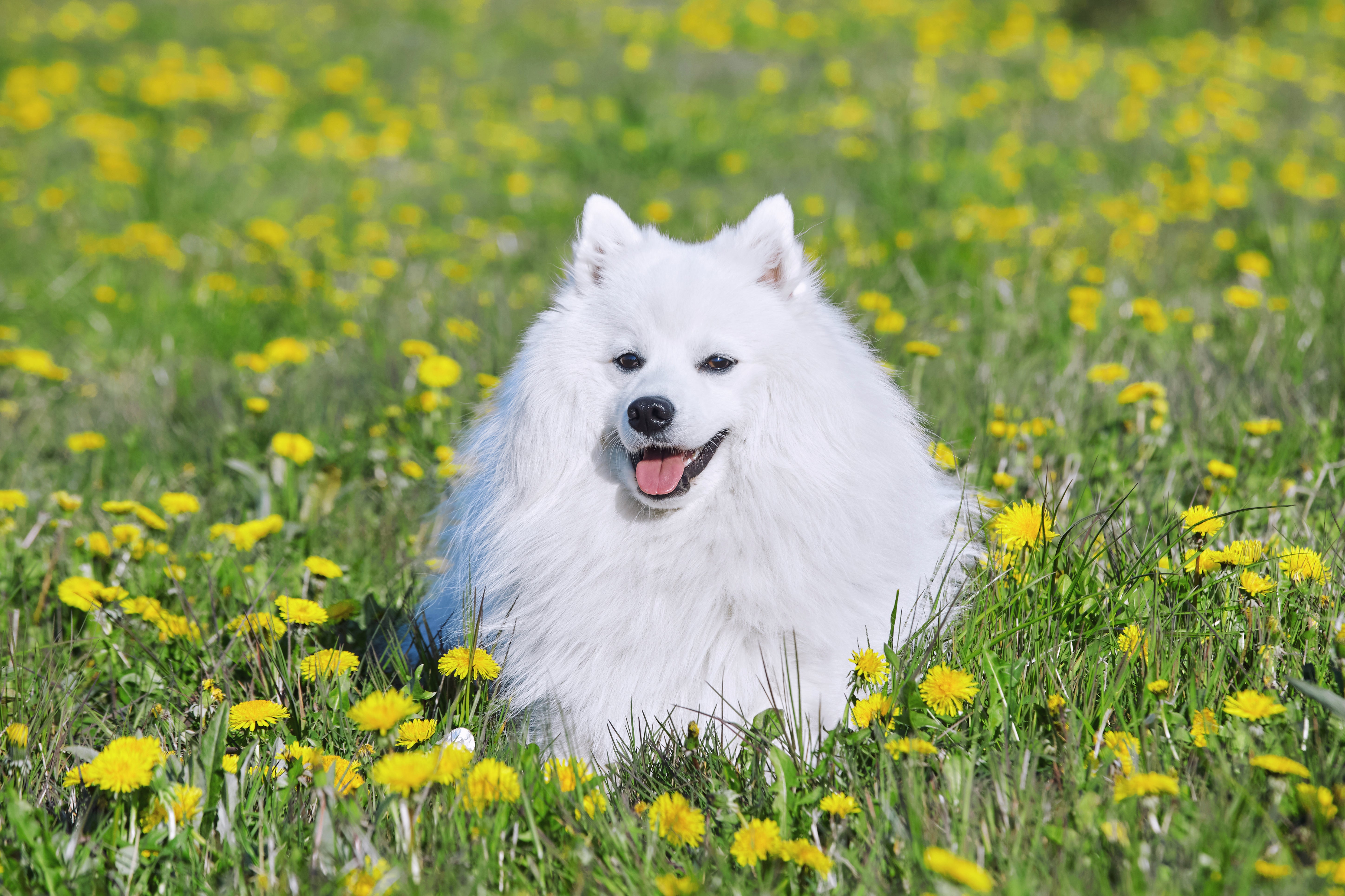 Japanese Spitz dog breed laying in a bed of yellow wild flowers with mouth open 