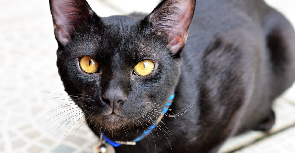 Japanese Bob Tail Cat