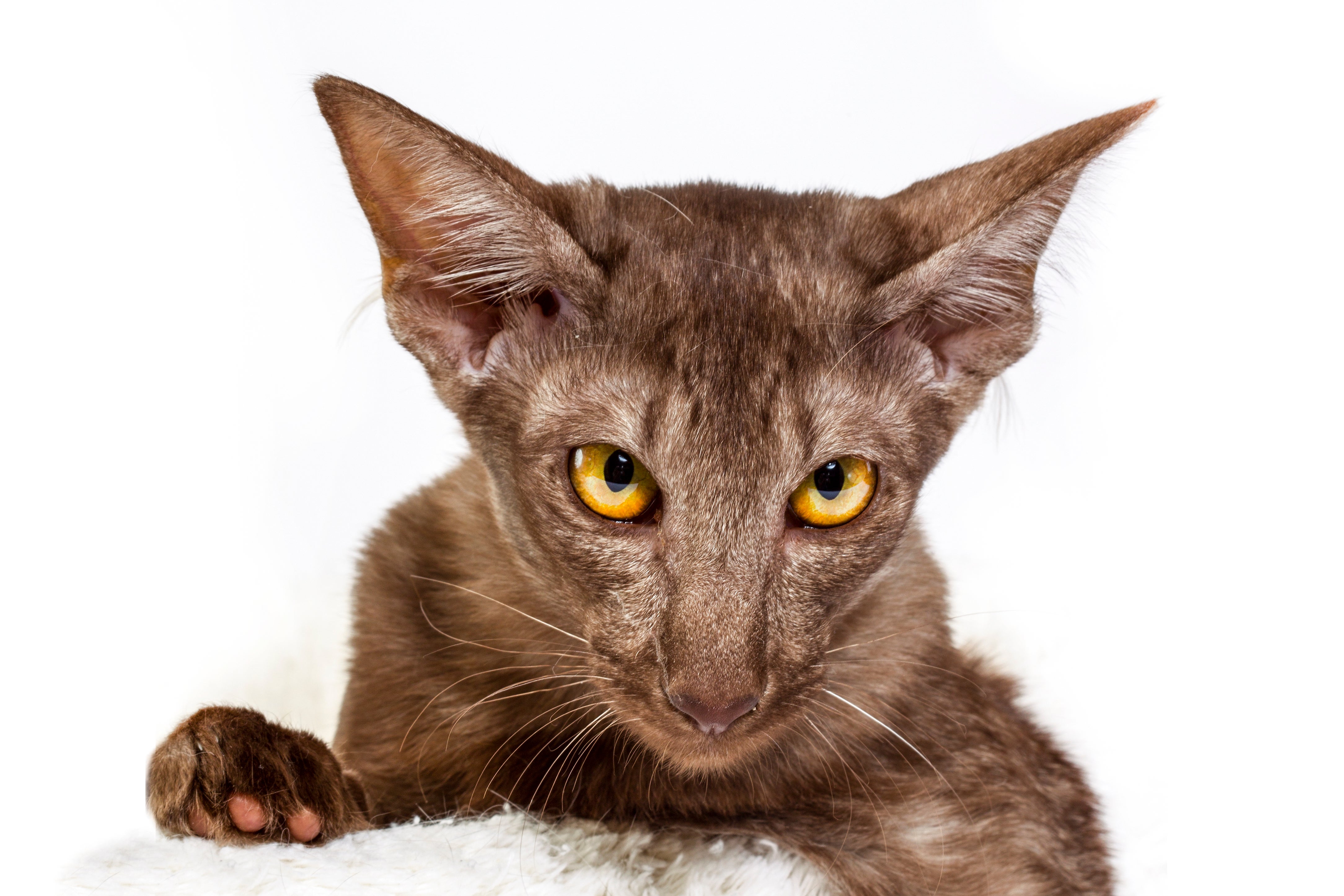 Headshot of a Javanese cat breed peering at the camera against a white background