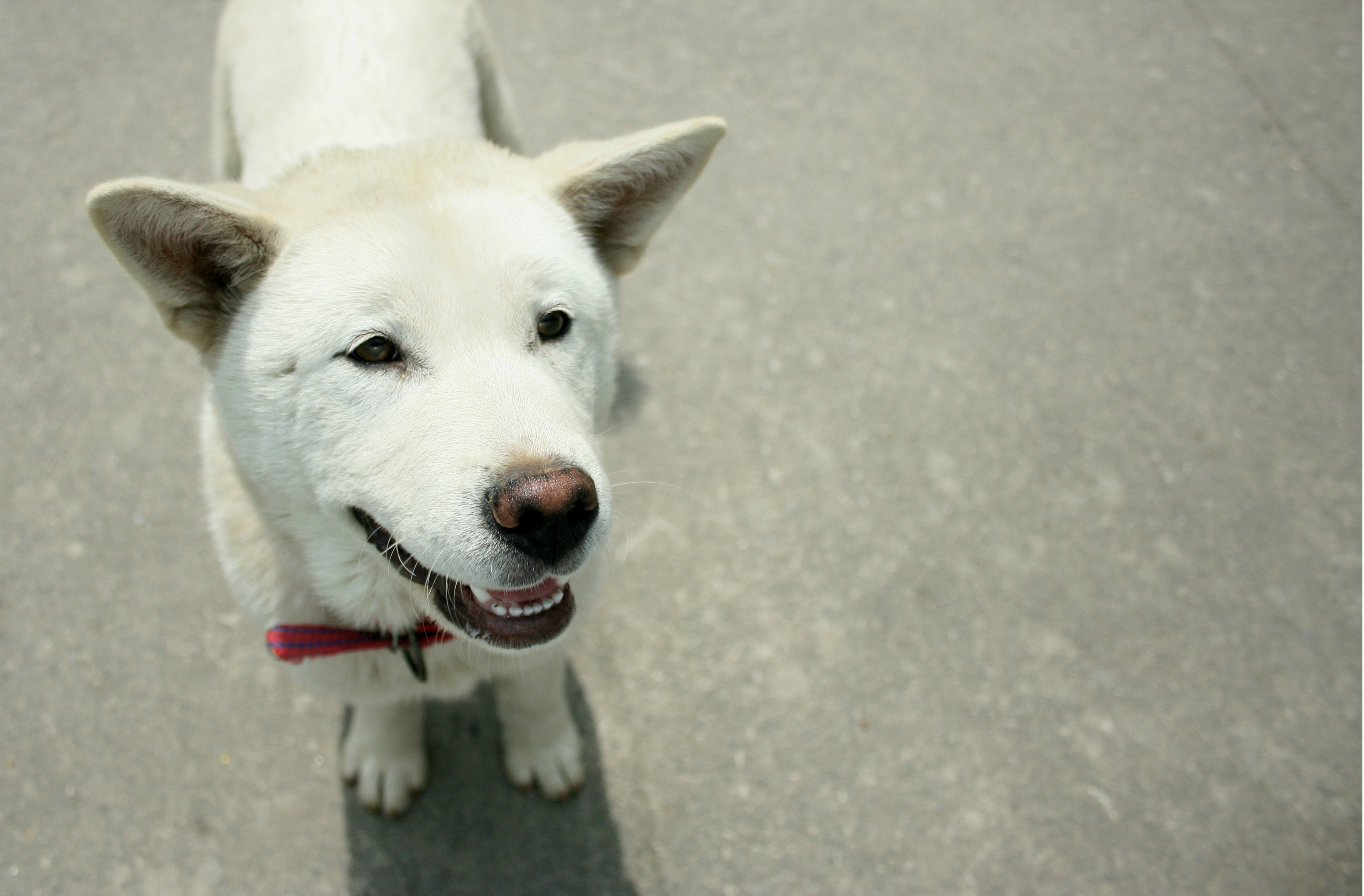 Head close up of a standing Jindo dog breed looking up