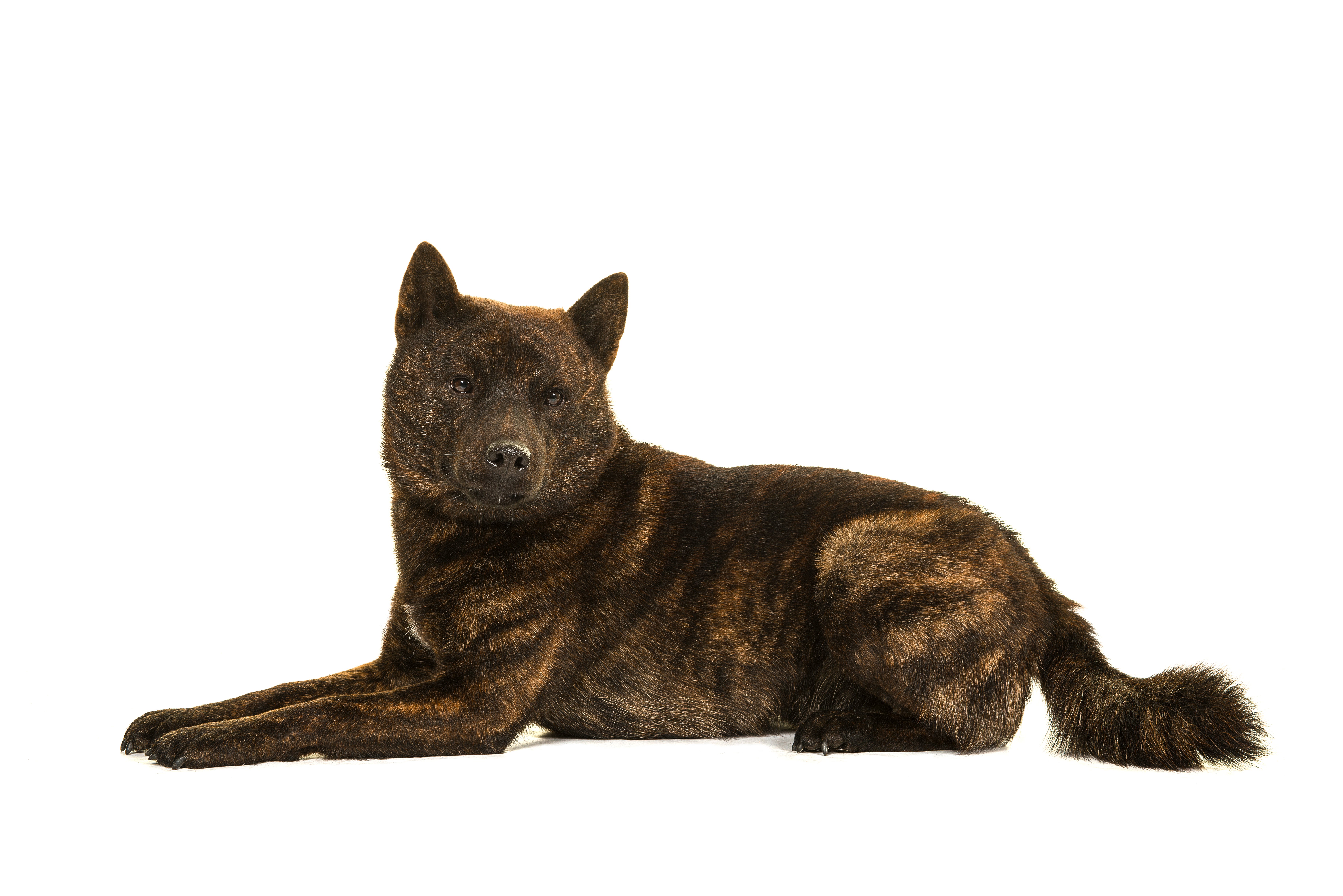 Side view of a male Kai Ken dog breed laying down looking at the camera against a white background