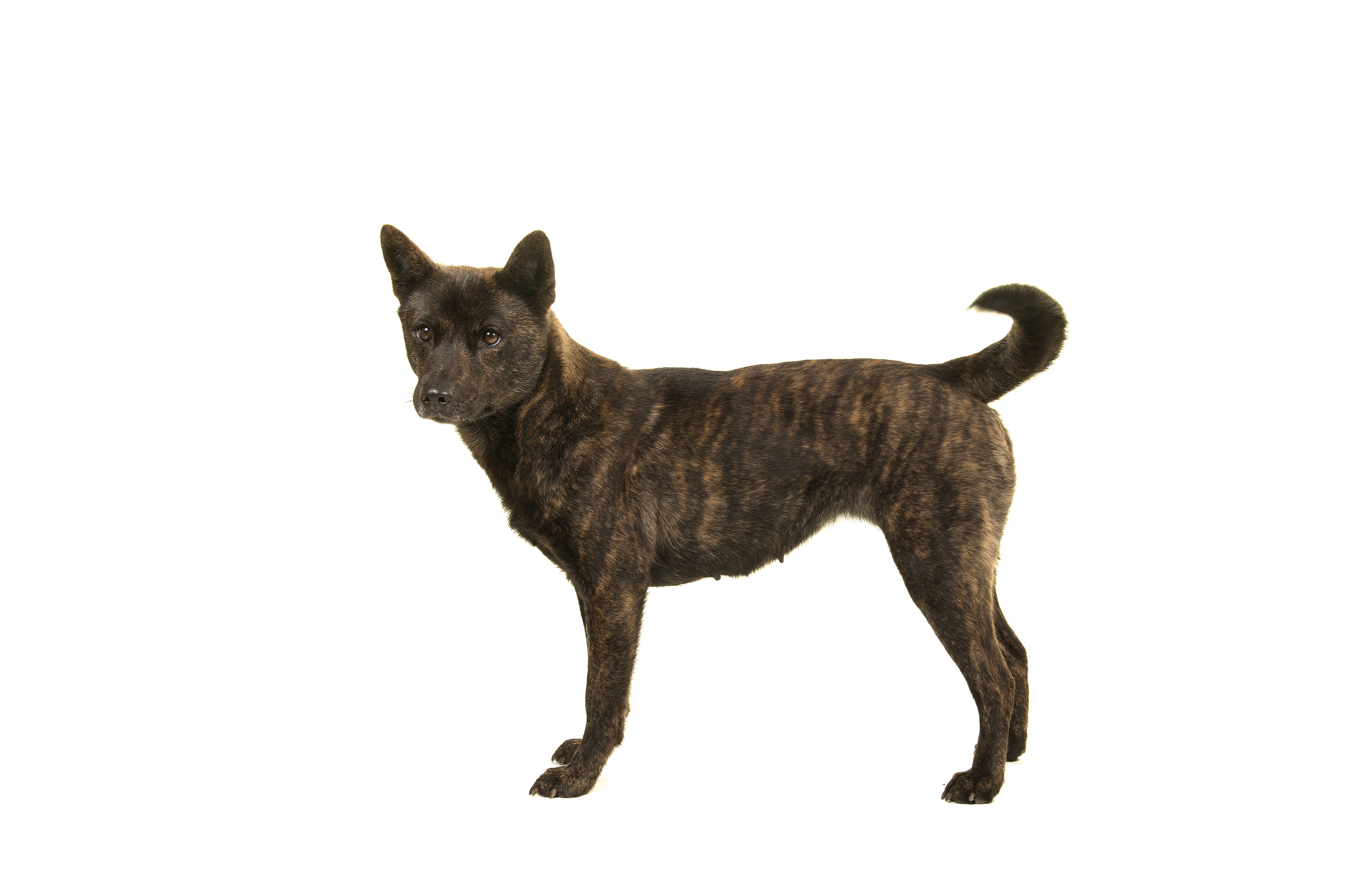 Side view of a male Kai Ken dog breed standing looking at the camera against a white background