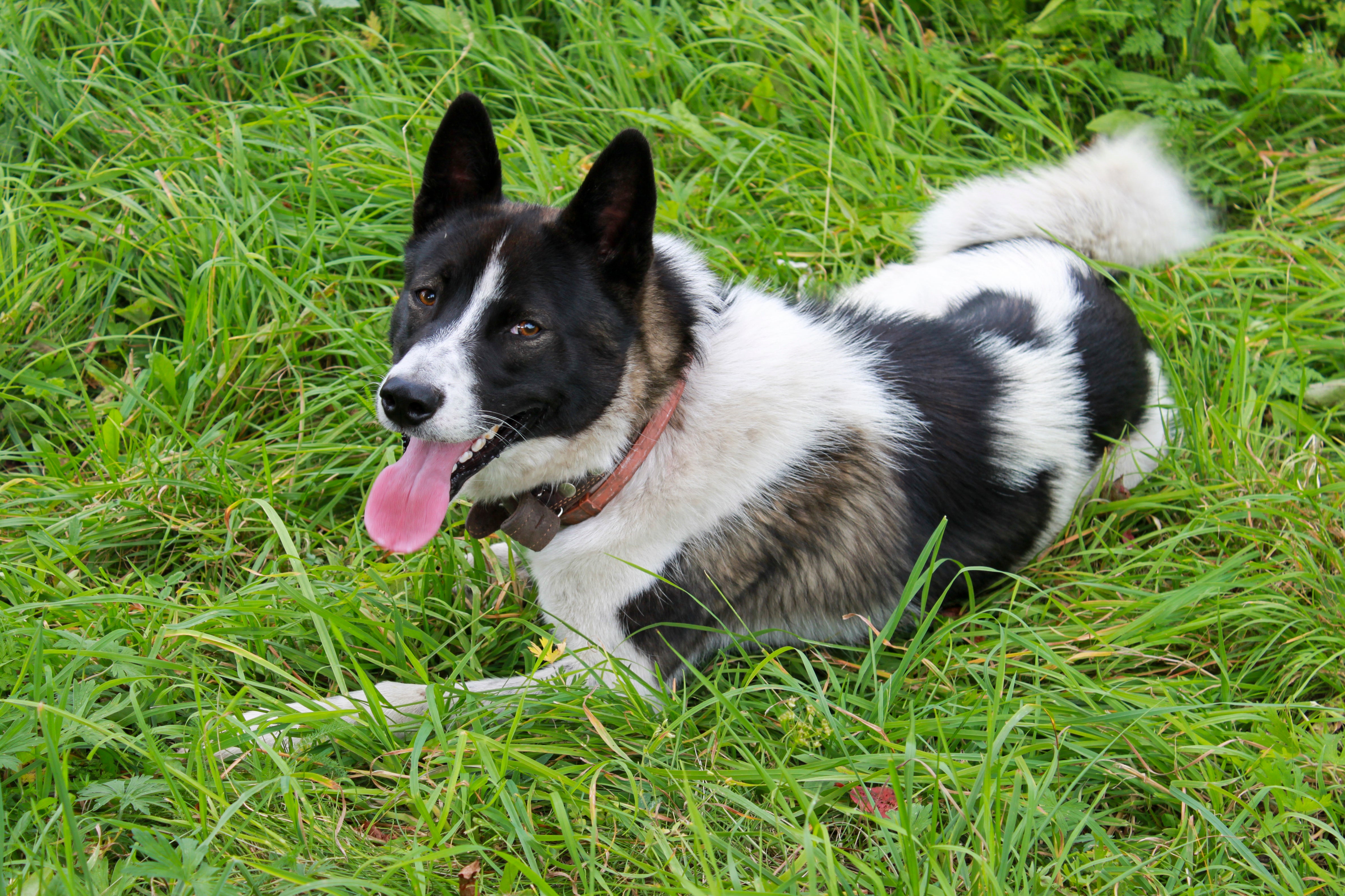 Karelian Bear dog breed laying down panting on the grass