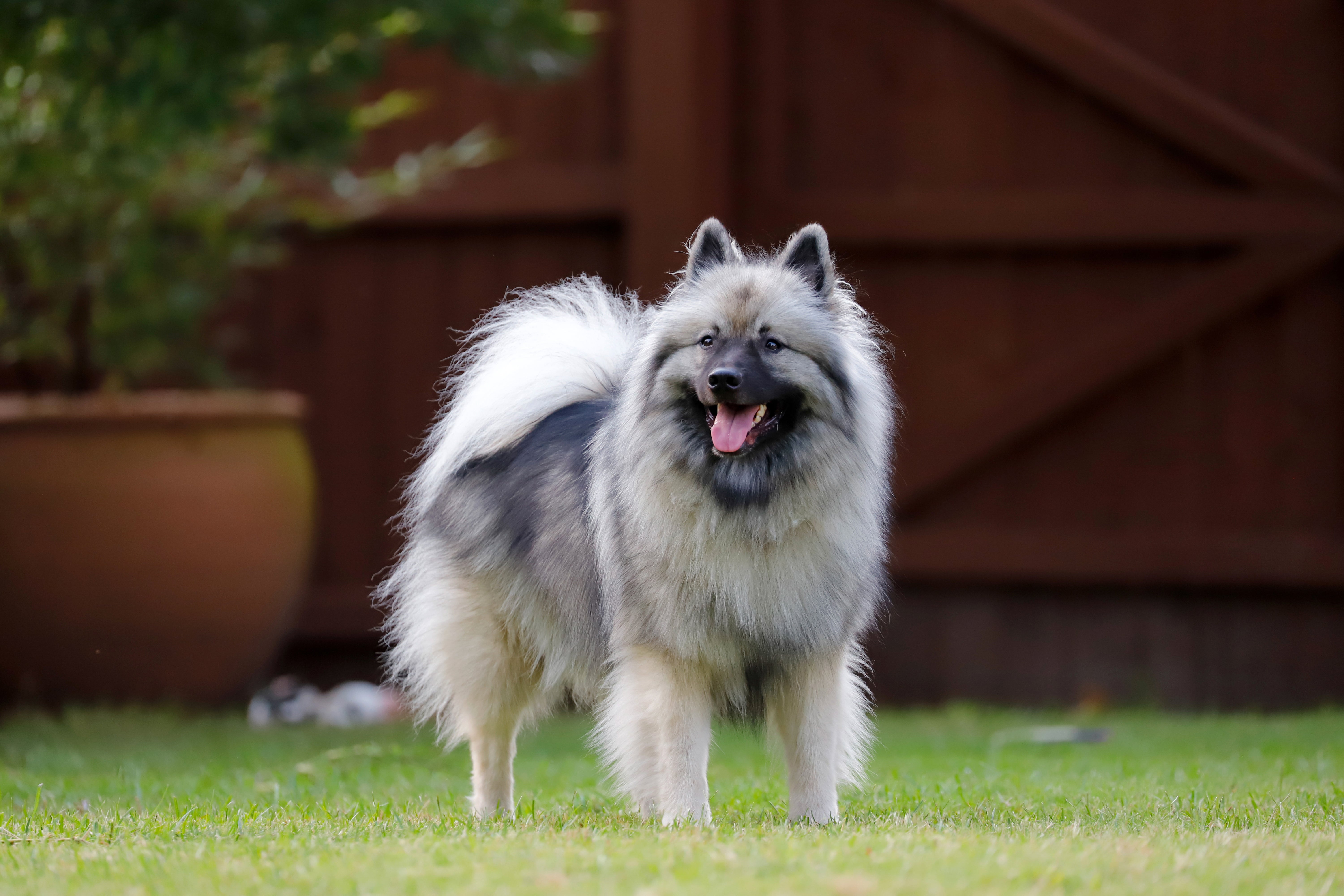 Keeshond dog breed standing on grass with a wood fence behind