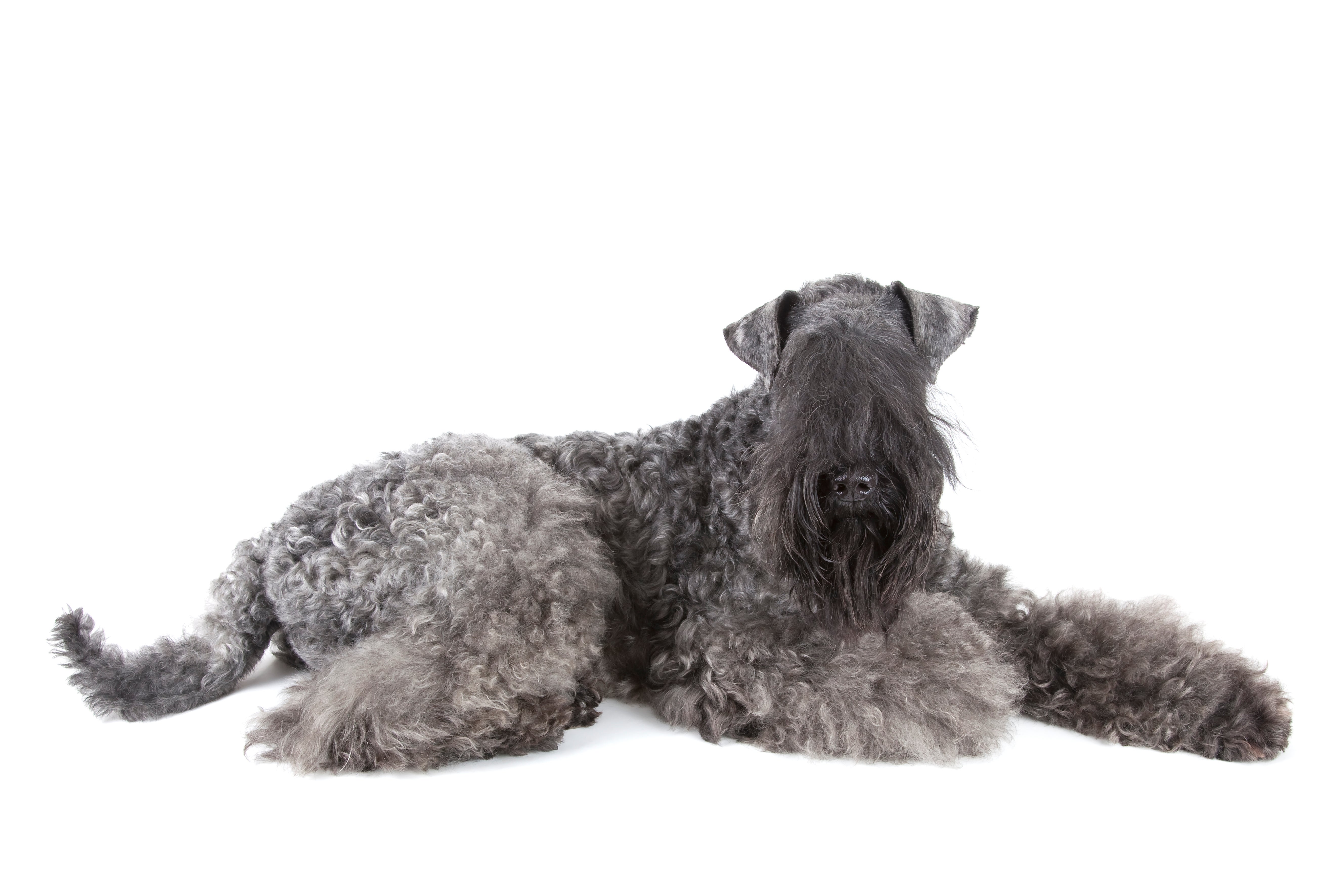 Side view of a laying Kerry Blue Terrier dog breed looking at the camera against a white background