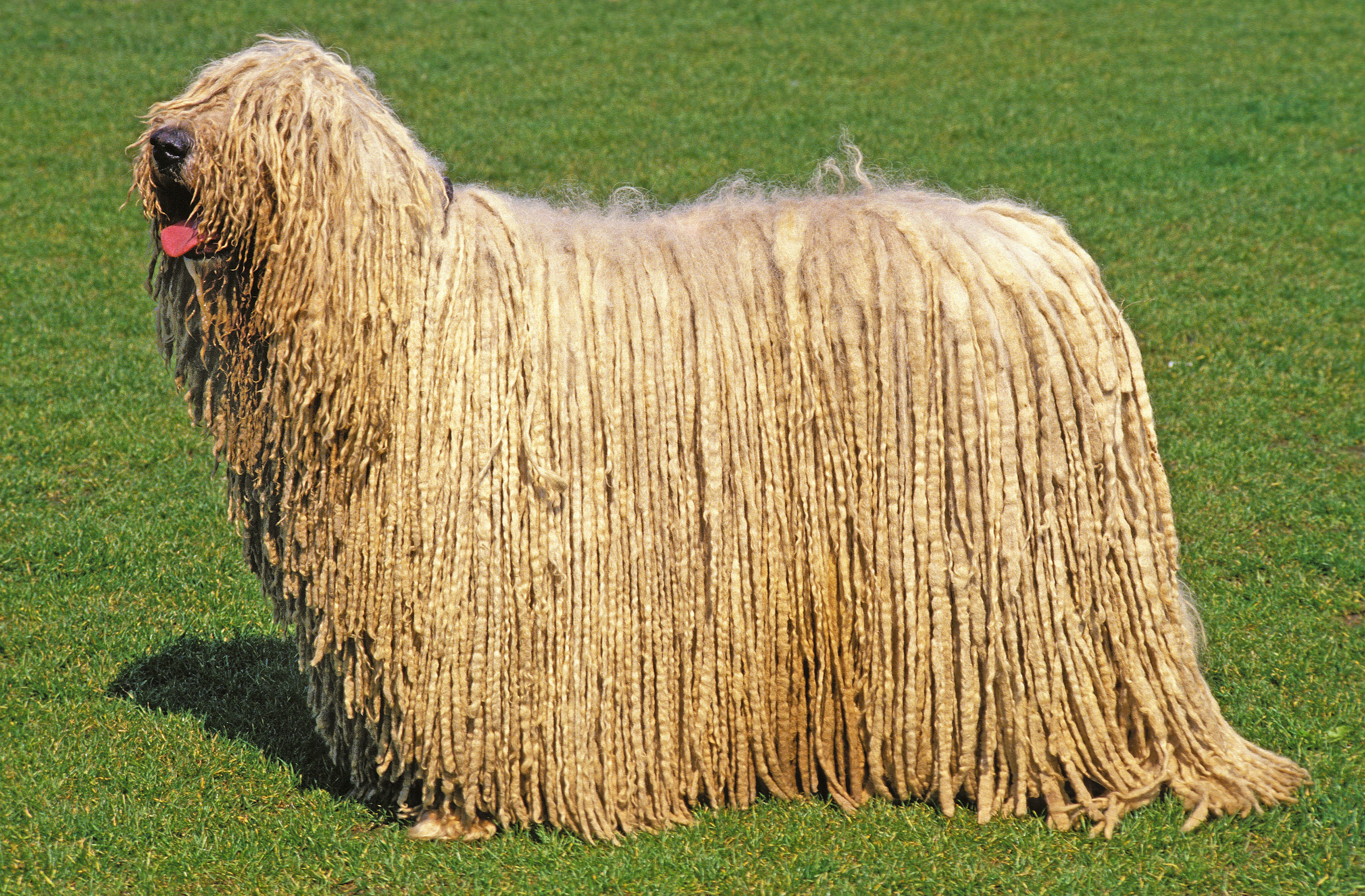 Komondor dog breed on grass standing tall side view with head up slightly and tongue out